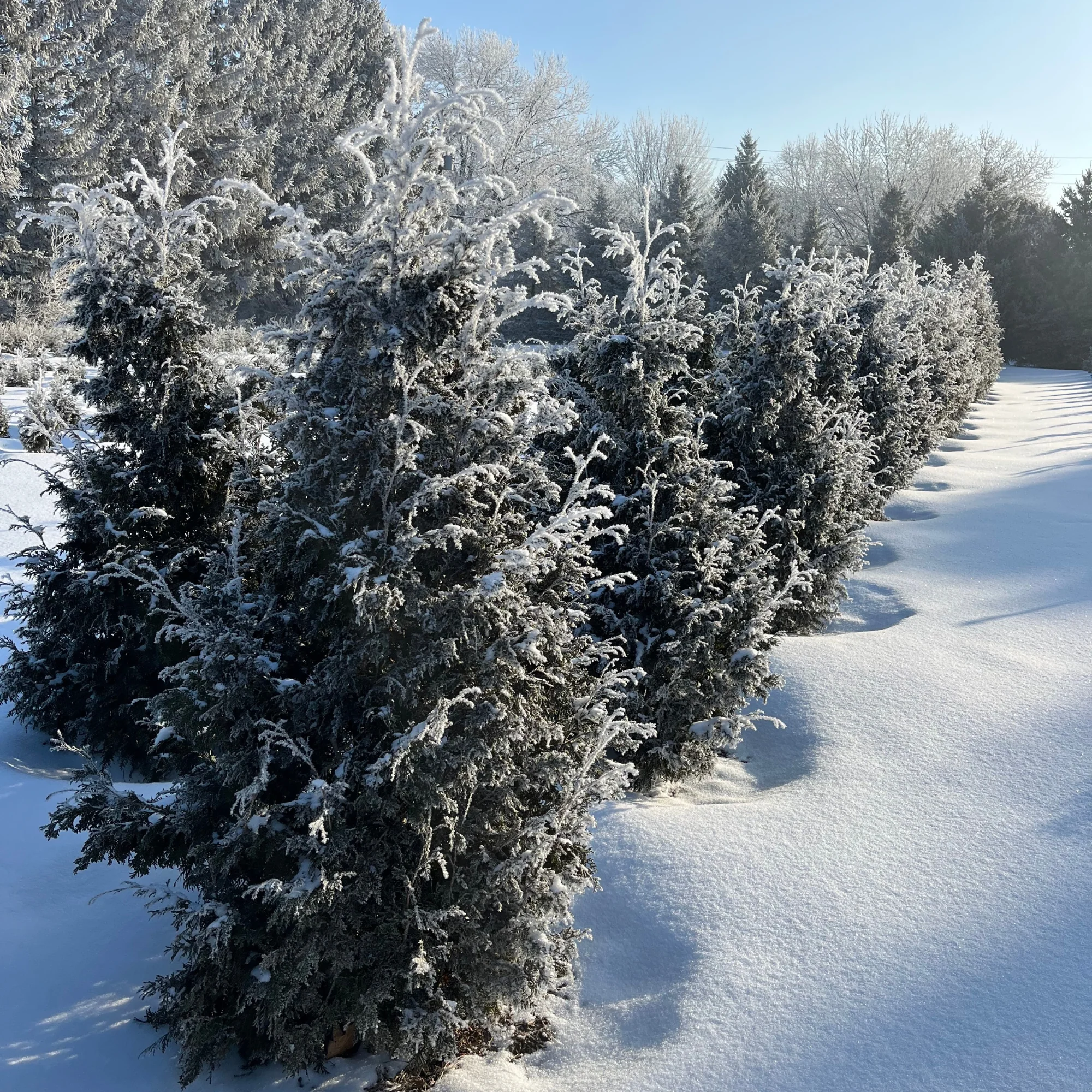 Sasquatch™ Dark Green Arborvitae (Thuja occidentalis) | Proven Winners® New Variety 2027 - Image 5