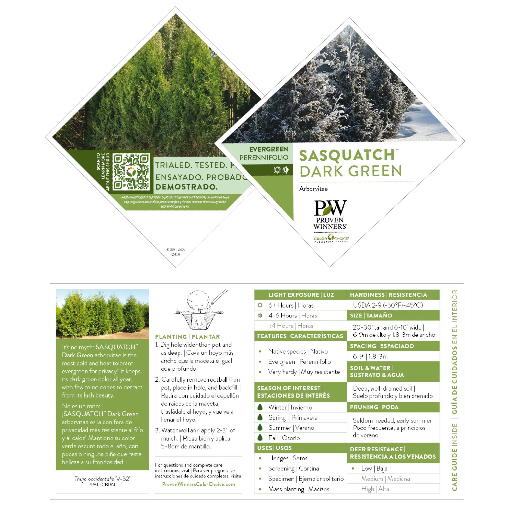 Sasquatch™ Dark Green Arborvitae (Thuja occidentalis) | Proven Winners® New Variety 2027 - Image 7