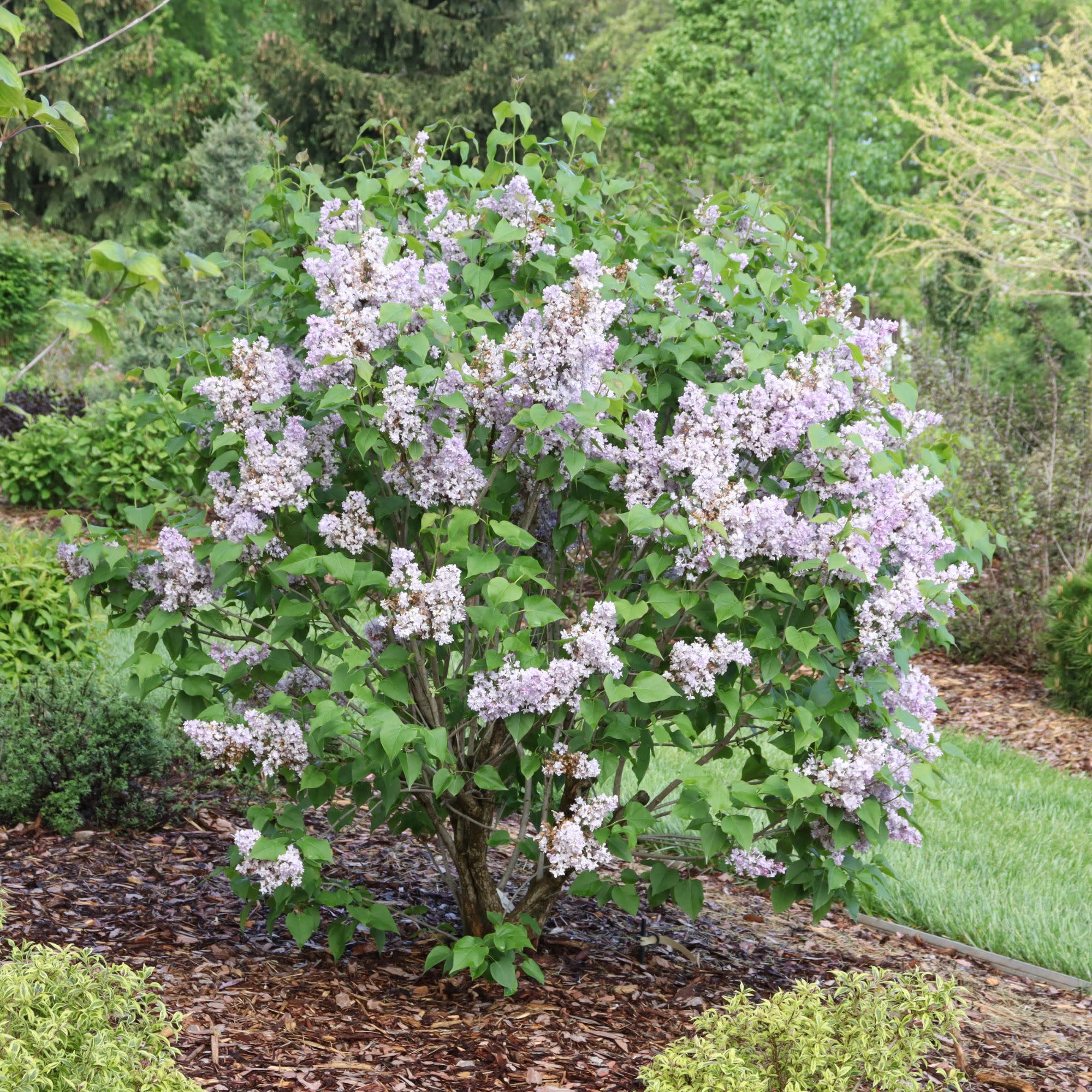 Scentara® Double Blue Lilac (Syringa x hyacinthiflora) - Image 5