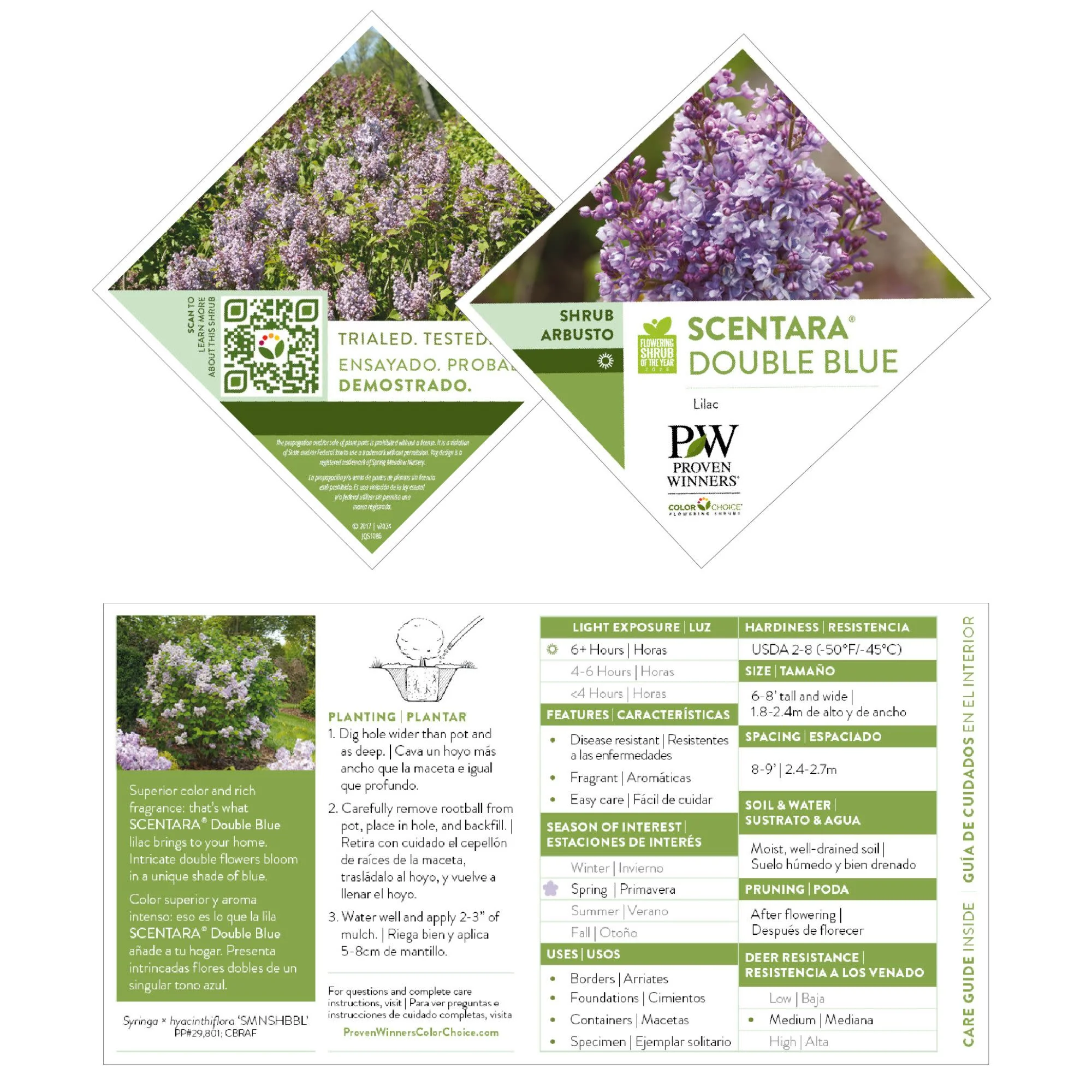 Scentara® Double Blue Lilac (Syringa x hyacinthiflora) - Image 7