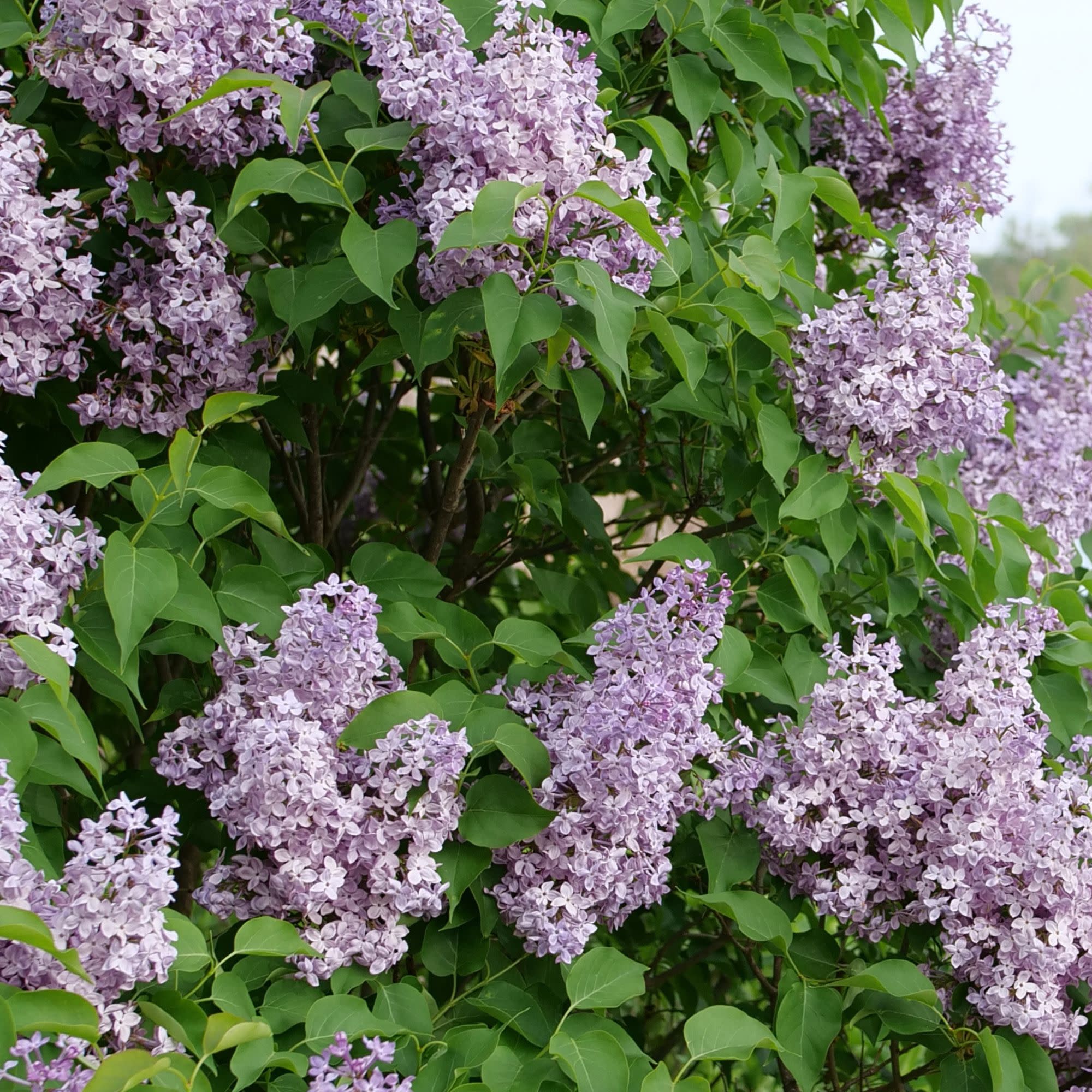Scentara Pura® Lilac (Syringa x hyacinthiflora) - Image 4
