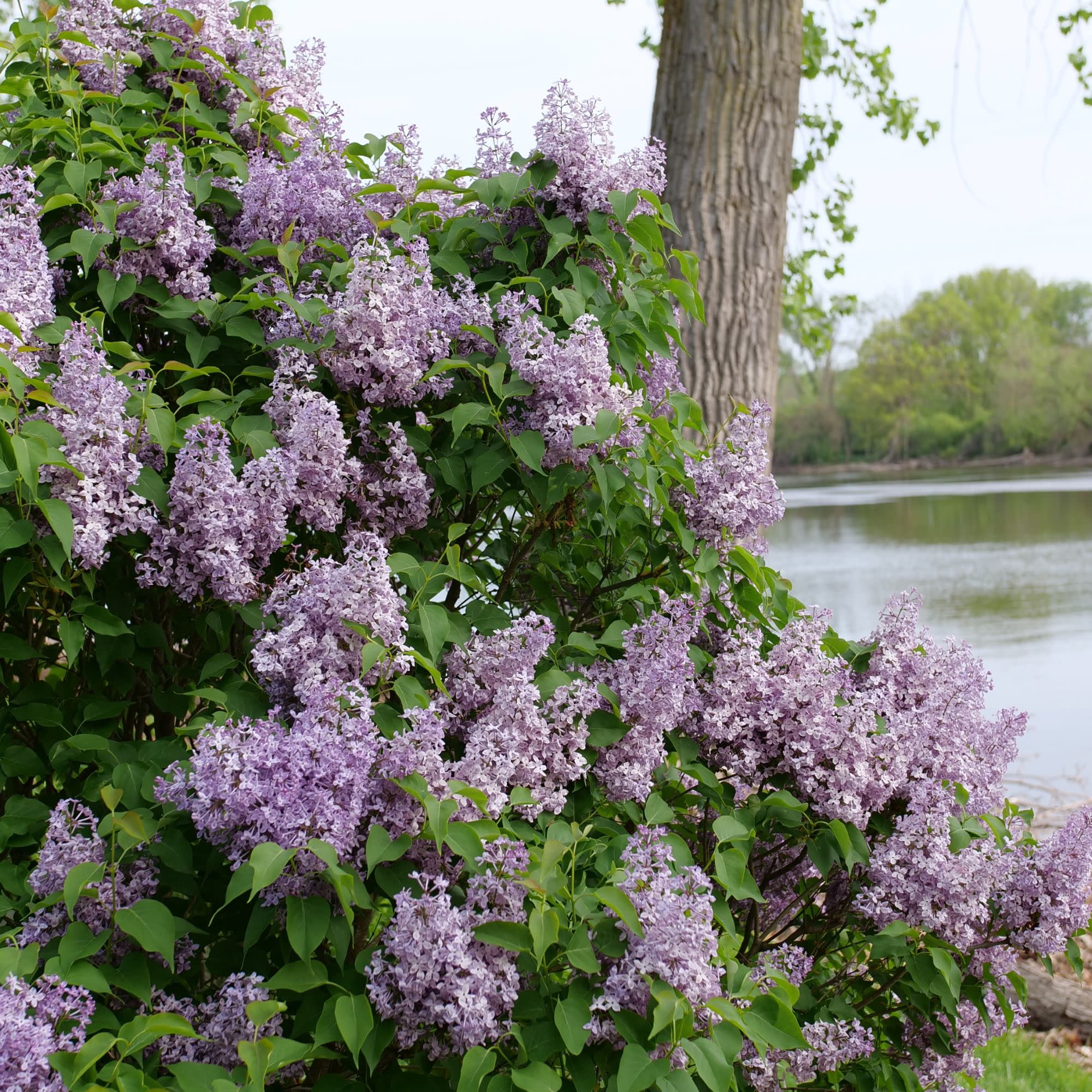 Scentara Pura® Lilac (Syringa x hyacinthiflora) - Image 7