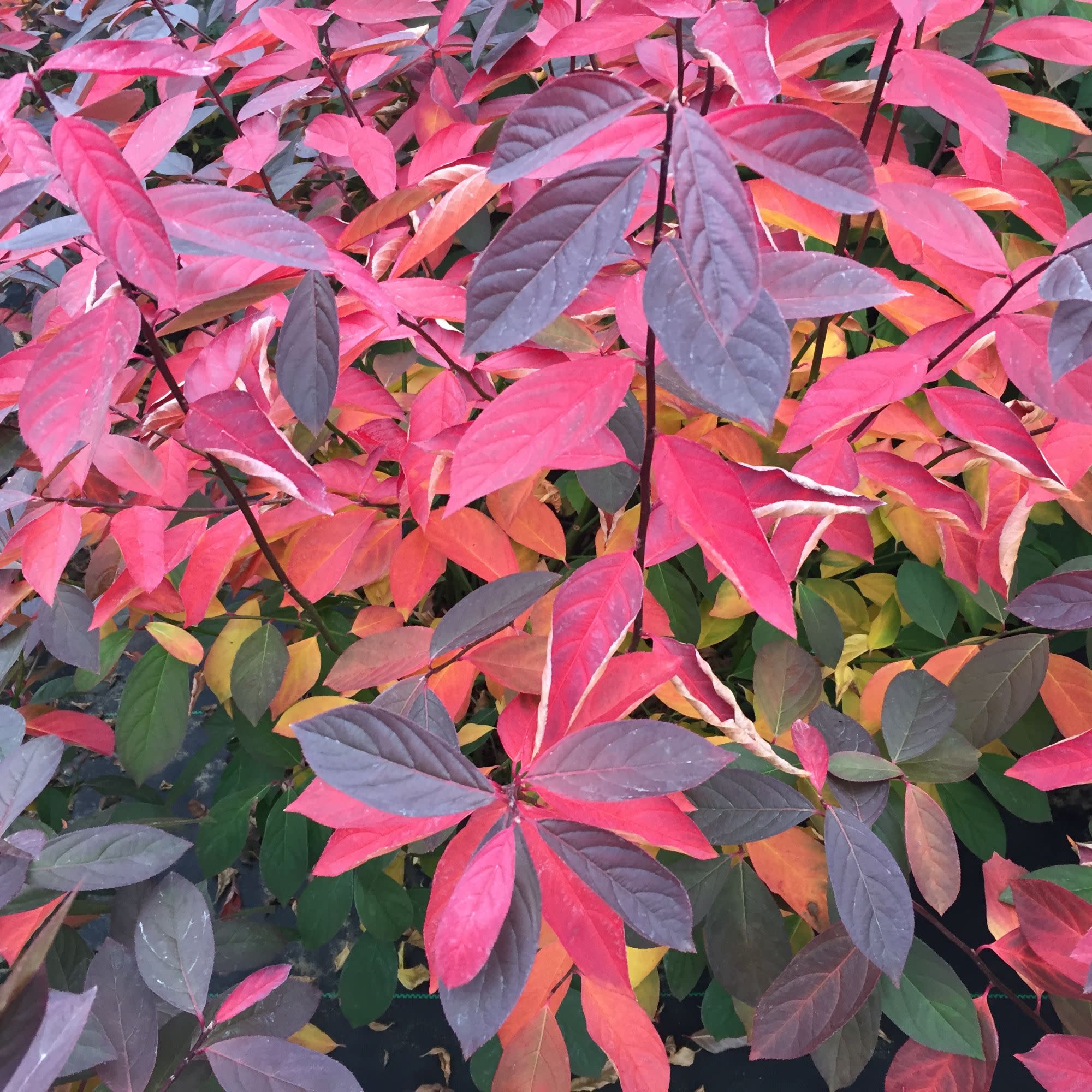 Scentlandia® Sweetspire (Itea virginica) - Image 5