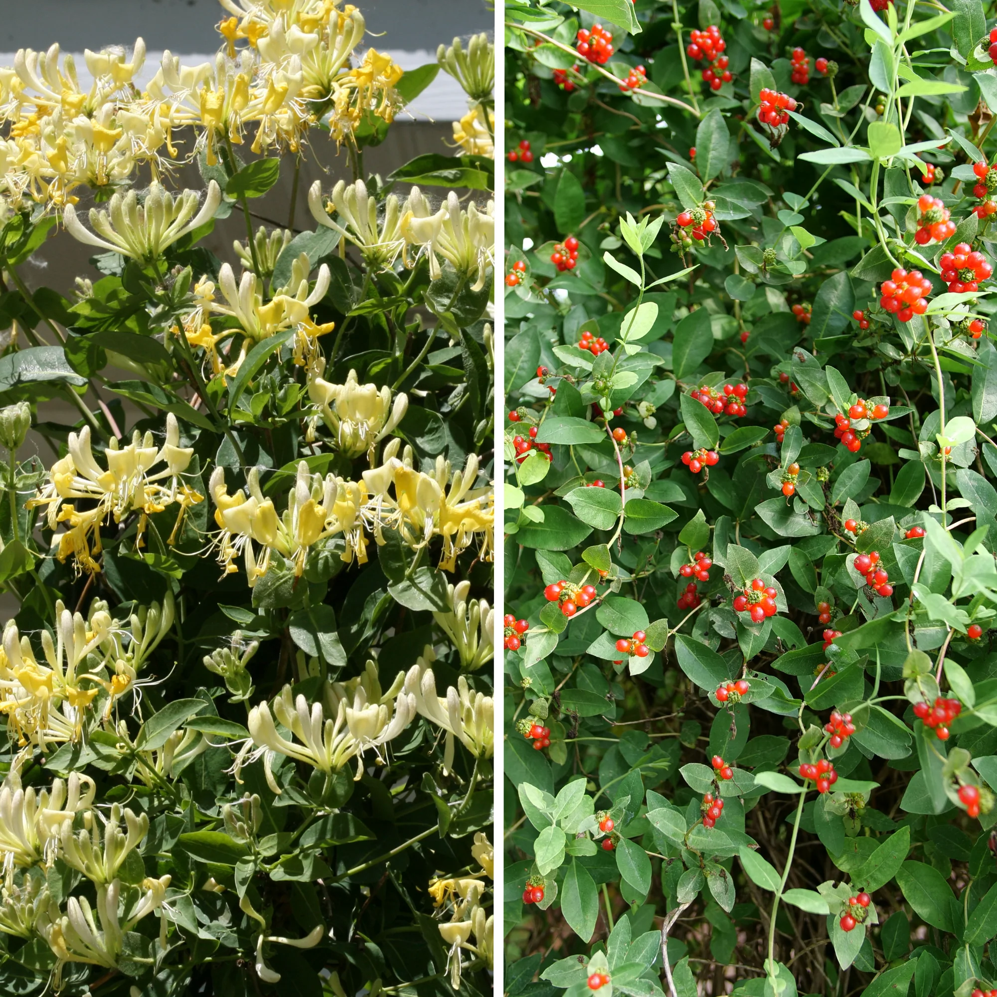 'Scentsation' Honeysuckle (Lonicera periclymenum) - Image 3