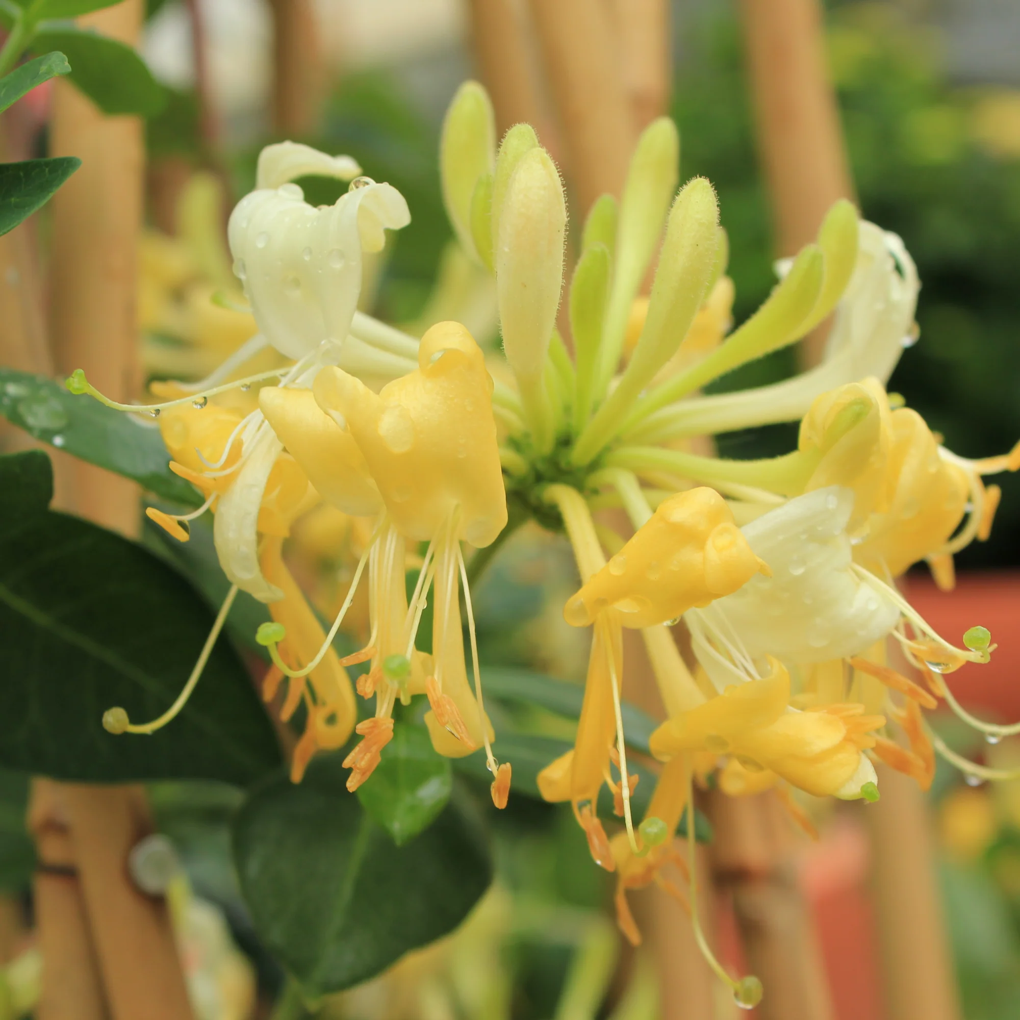 'Scentsation' Honeysuckle (Lonicera periclymenum) - Image 4