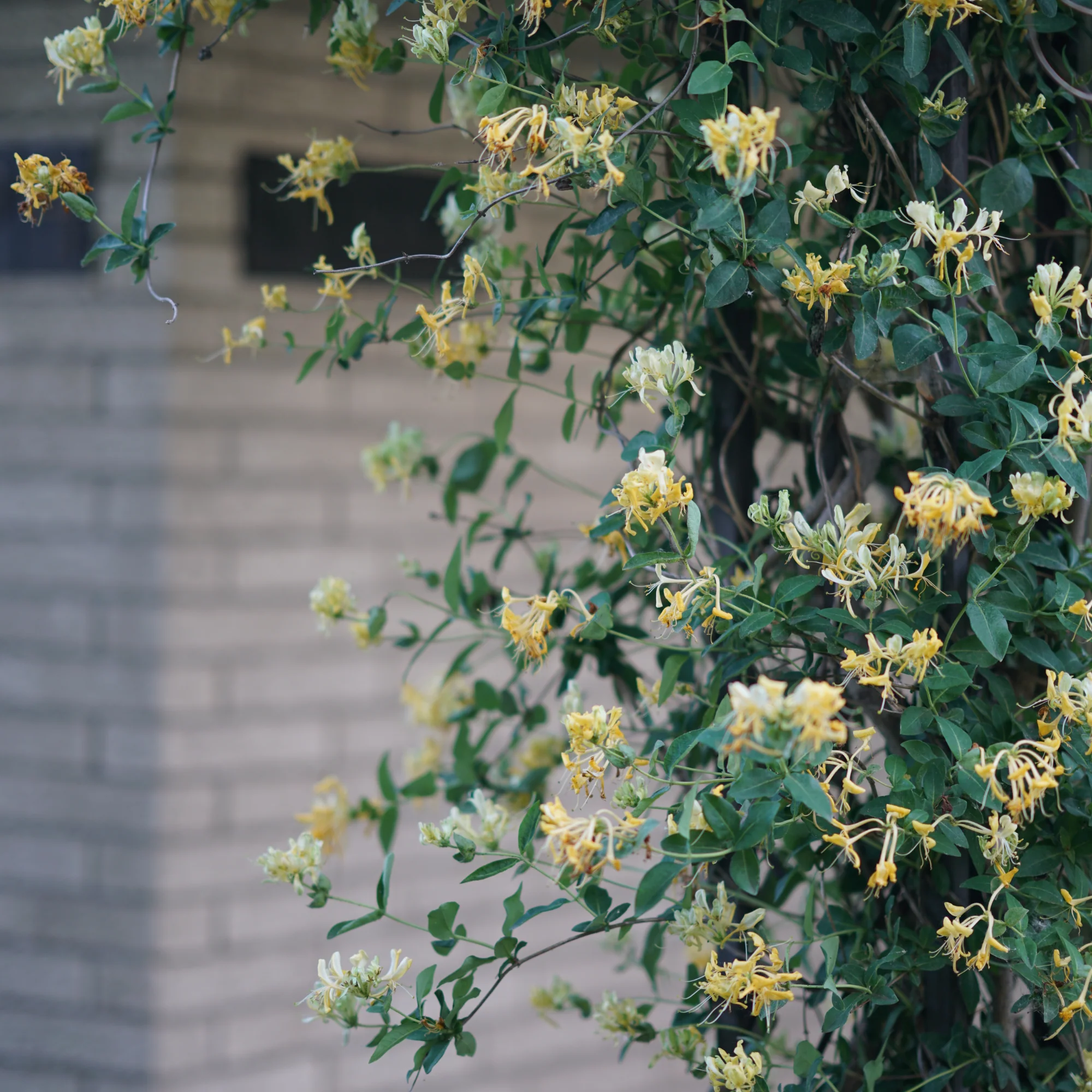 'Scentsation' Honeysuckle (Lonicera periclymenum) - Image 6