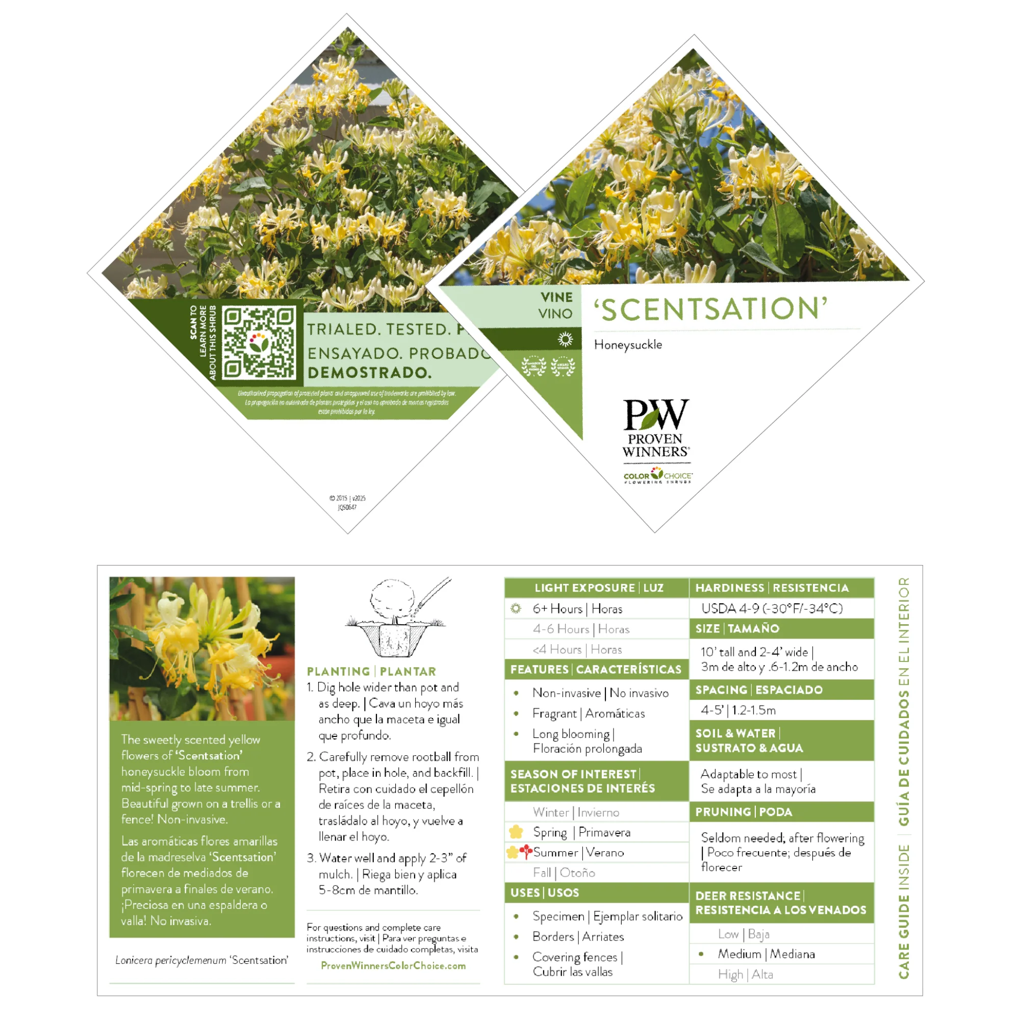 'Scentsation' Honeysuckle (Lonicera periclymenum) - Image 8