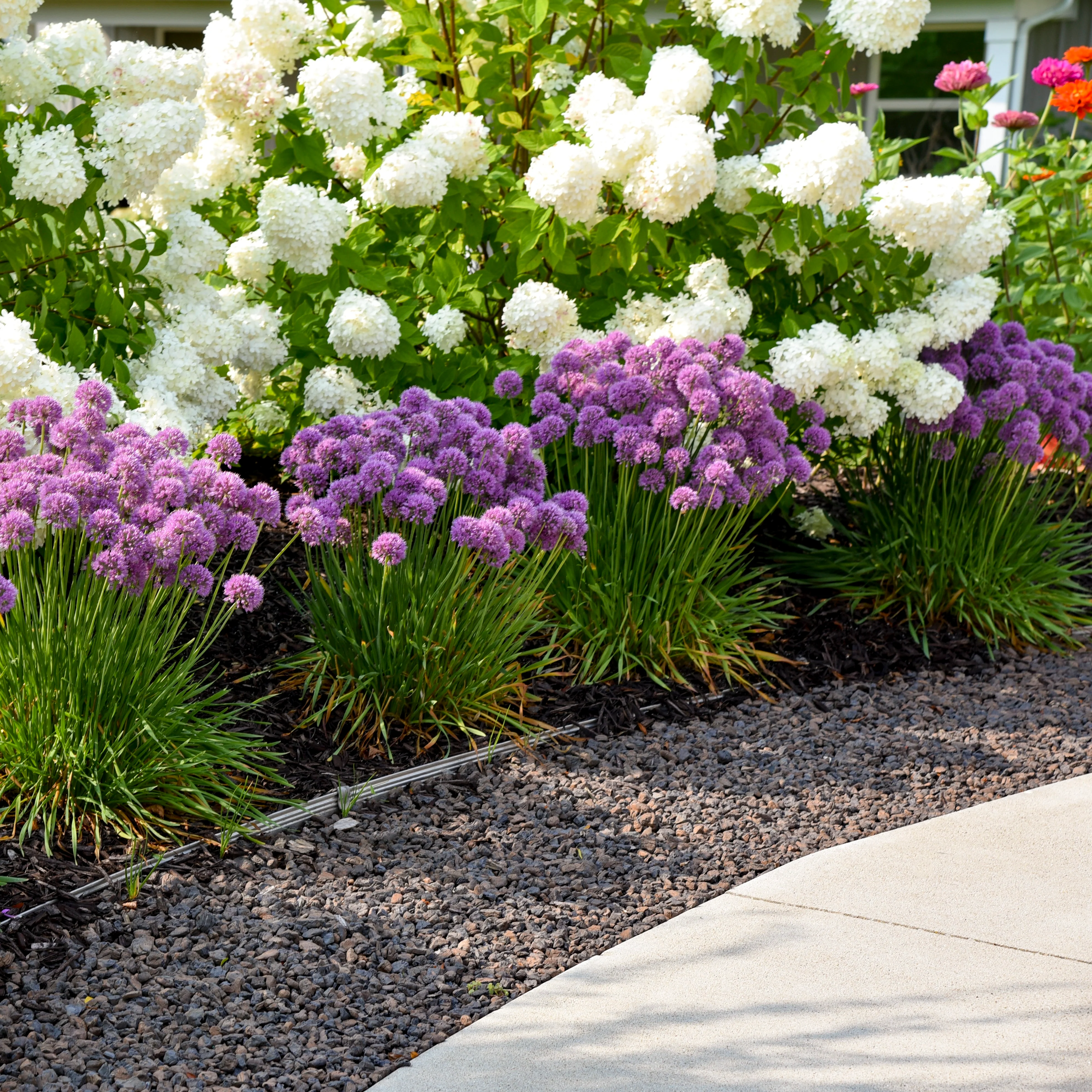 'Serendipity' Ornamental Onion (Allium hybrid) - Image 10