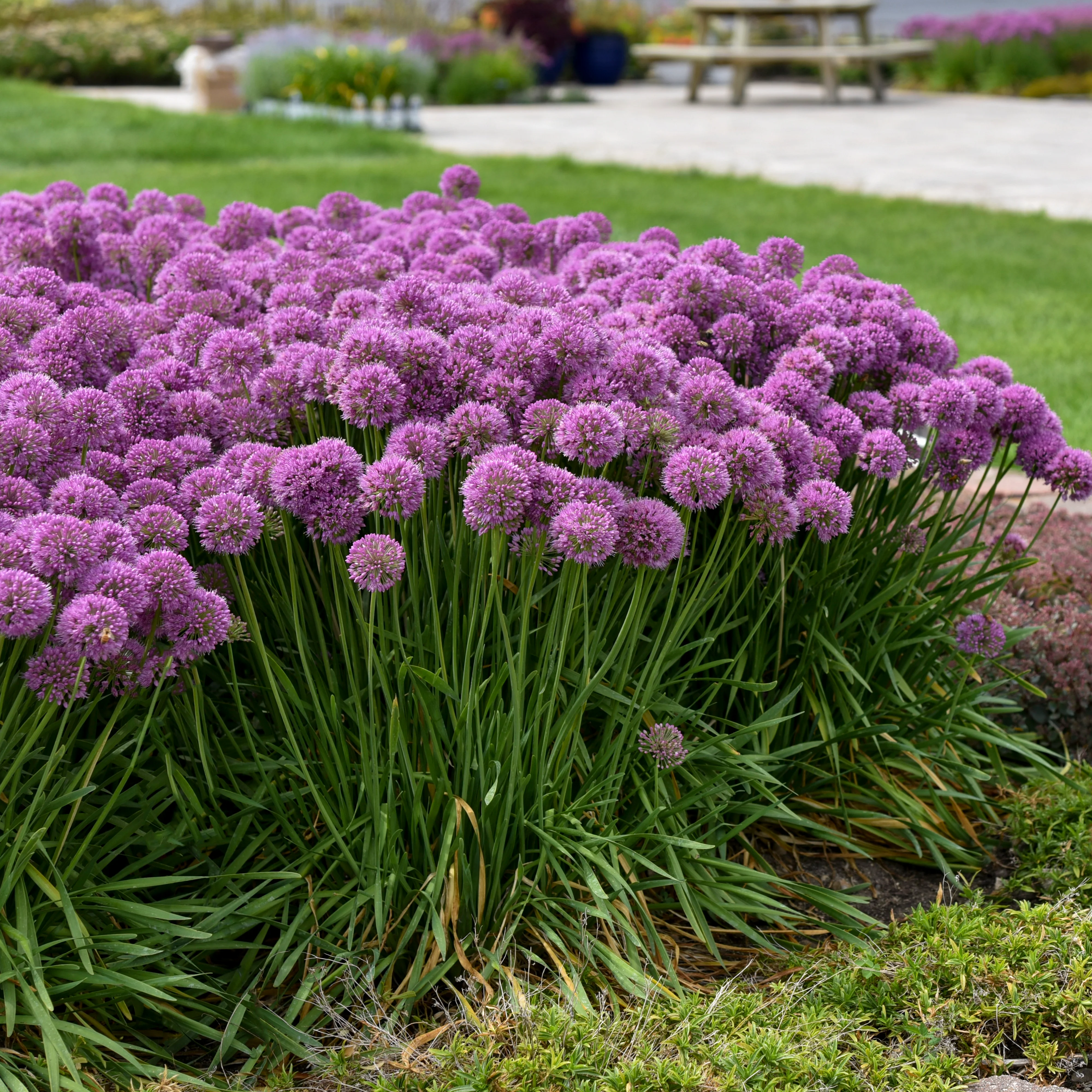 'Serendipity' Ornamental Onion (Allium hybrid) - Image 11