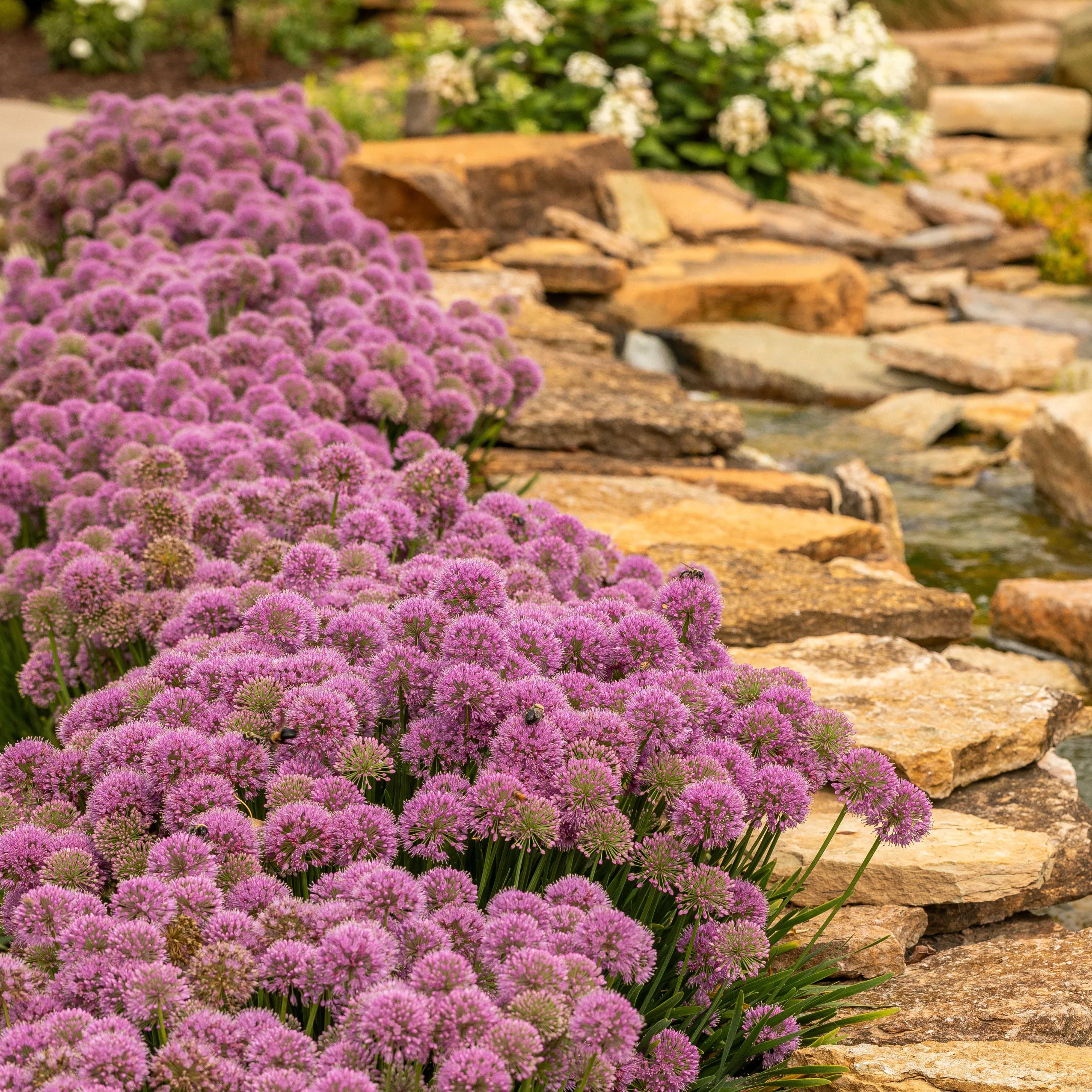 'Serendipity' Ornamental Onion (Allium hybrid) - Image 12