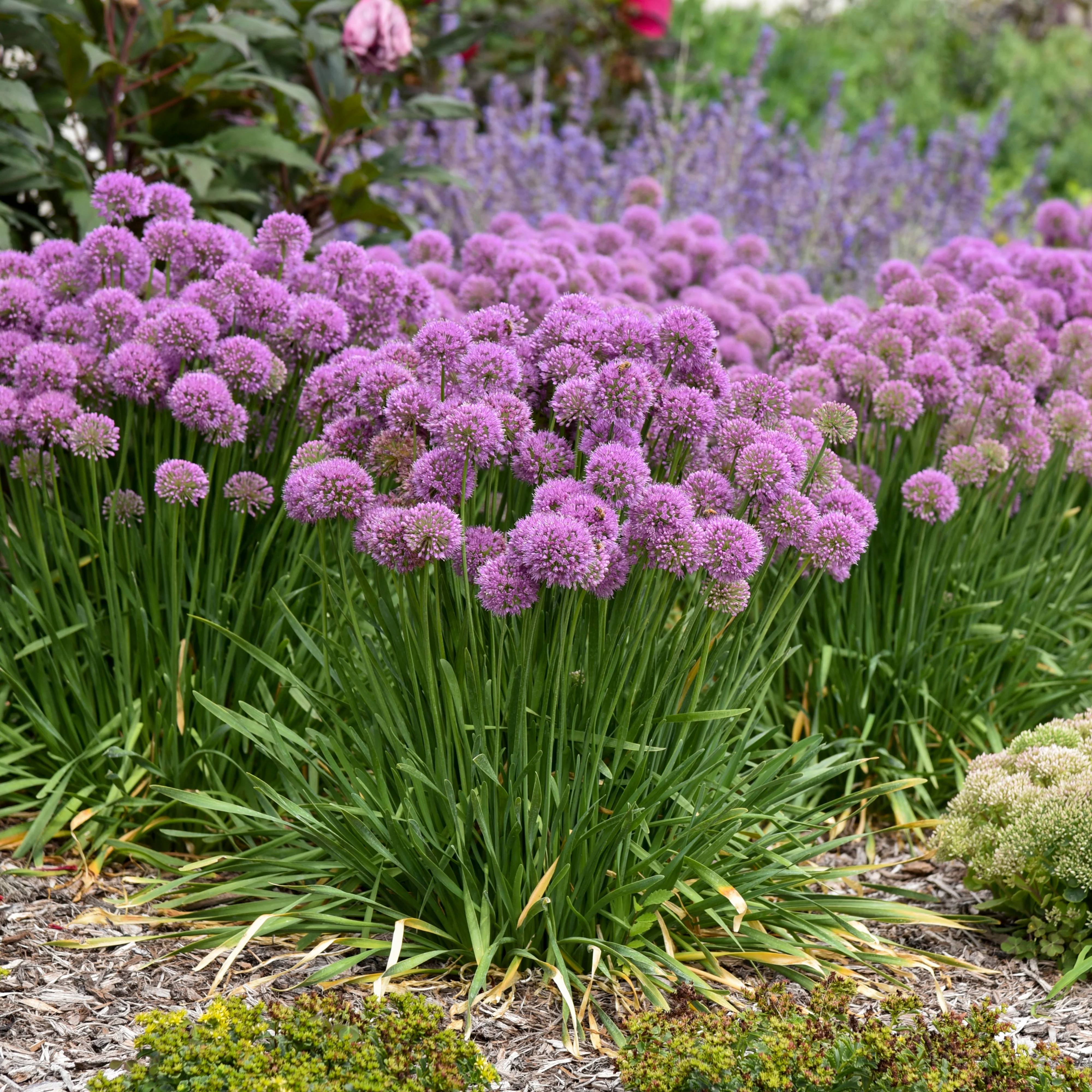 'Serendipity' Ornamental Onion (Allium hybrid) - Image 13