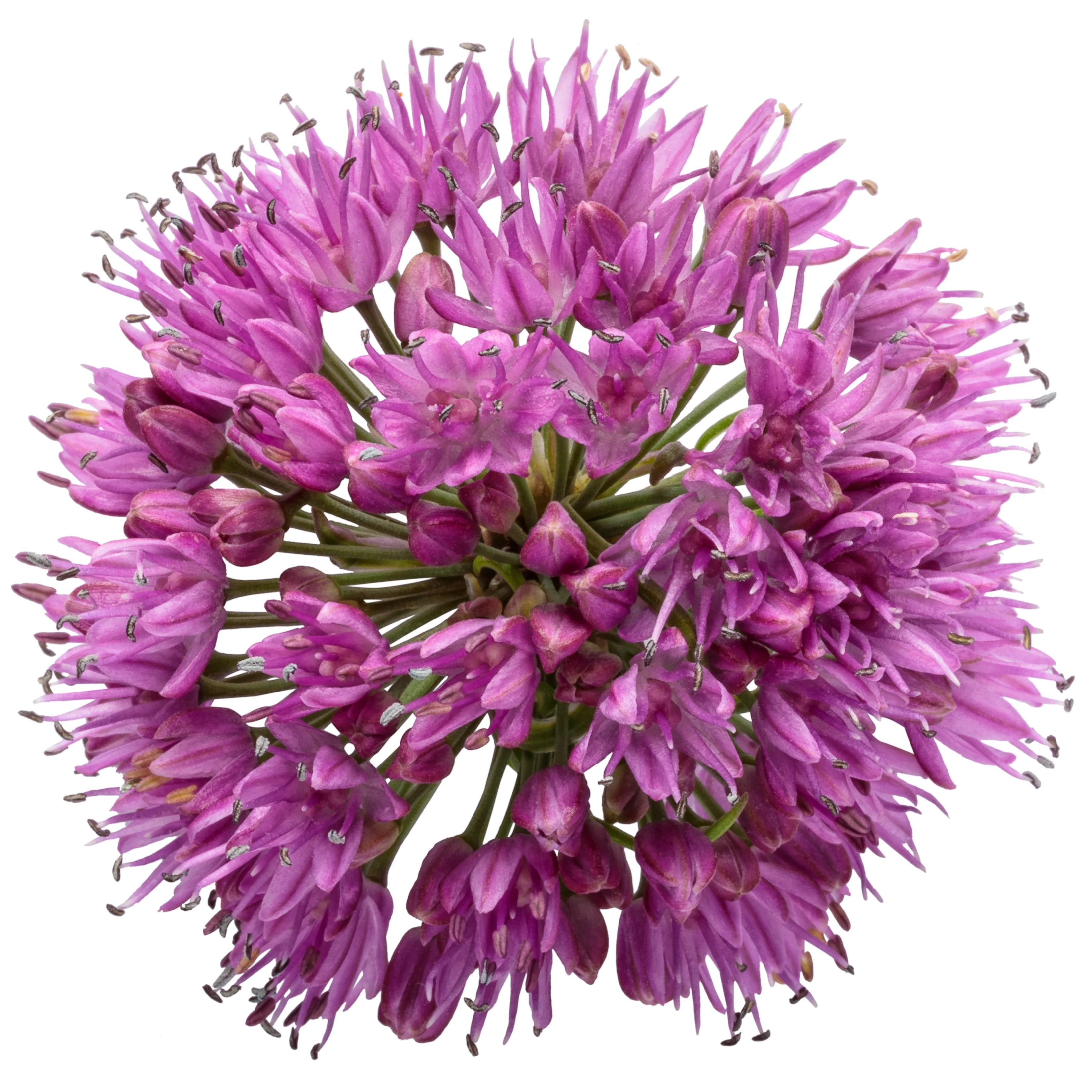 'Serendipity' Ornamental Onion (Allium hybrid) - Image 14