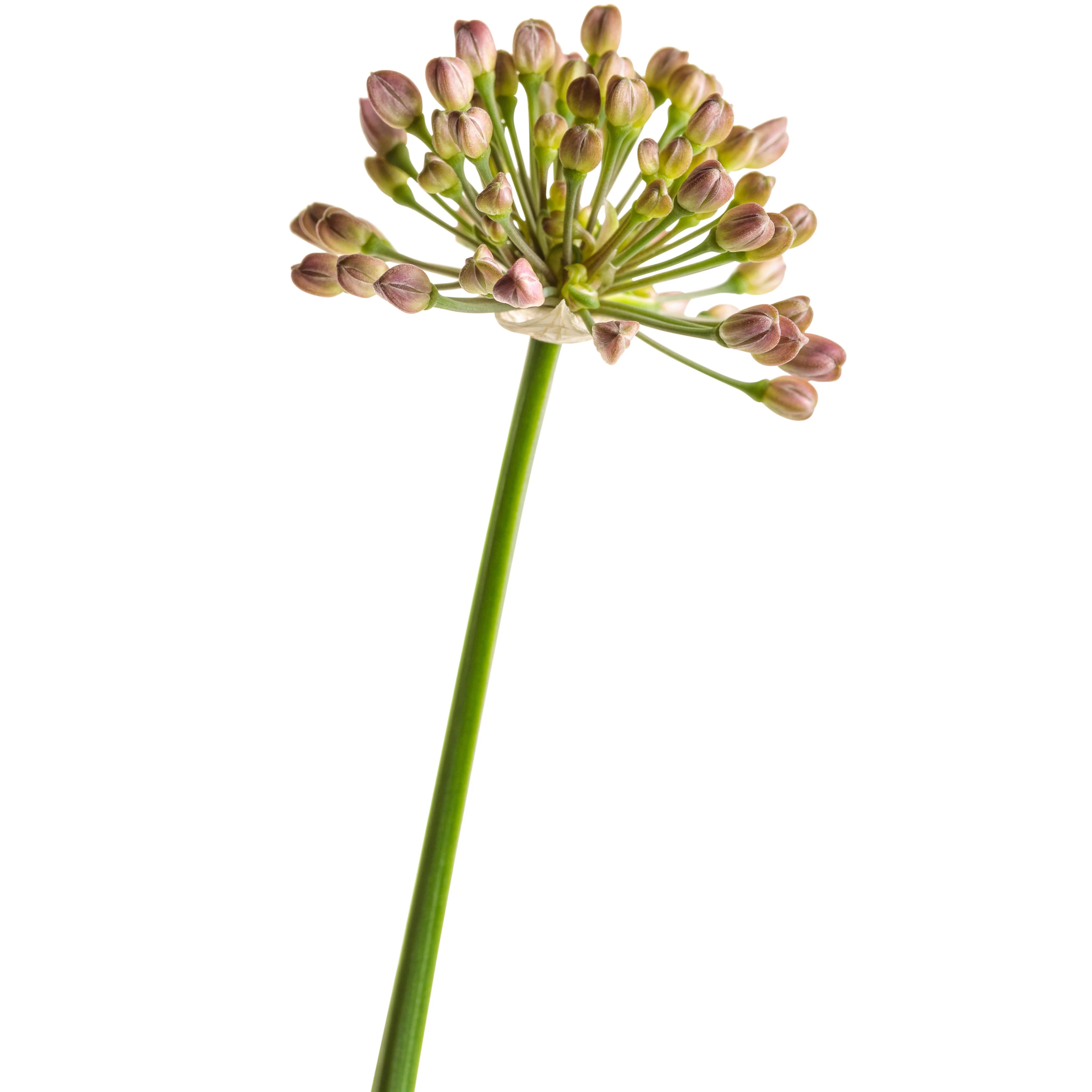 'Serendipity' Ornamental Onion (Allium hybrid) - Image 15