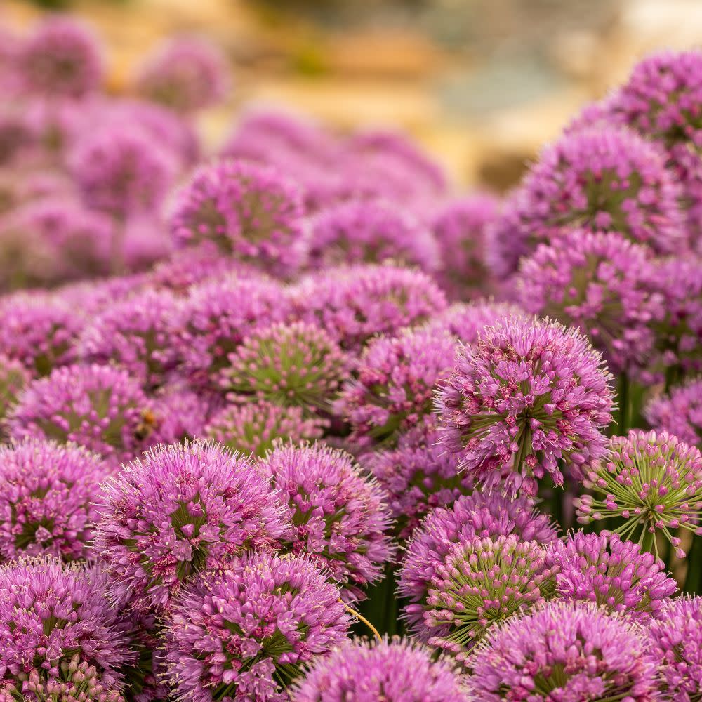 'Serendipity' Ornamental Onion (Allium hybrid) - Image 2