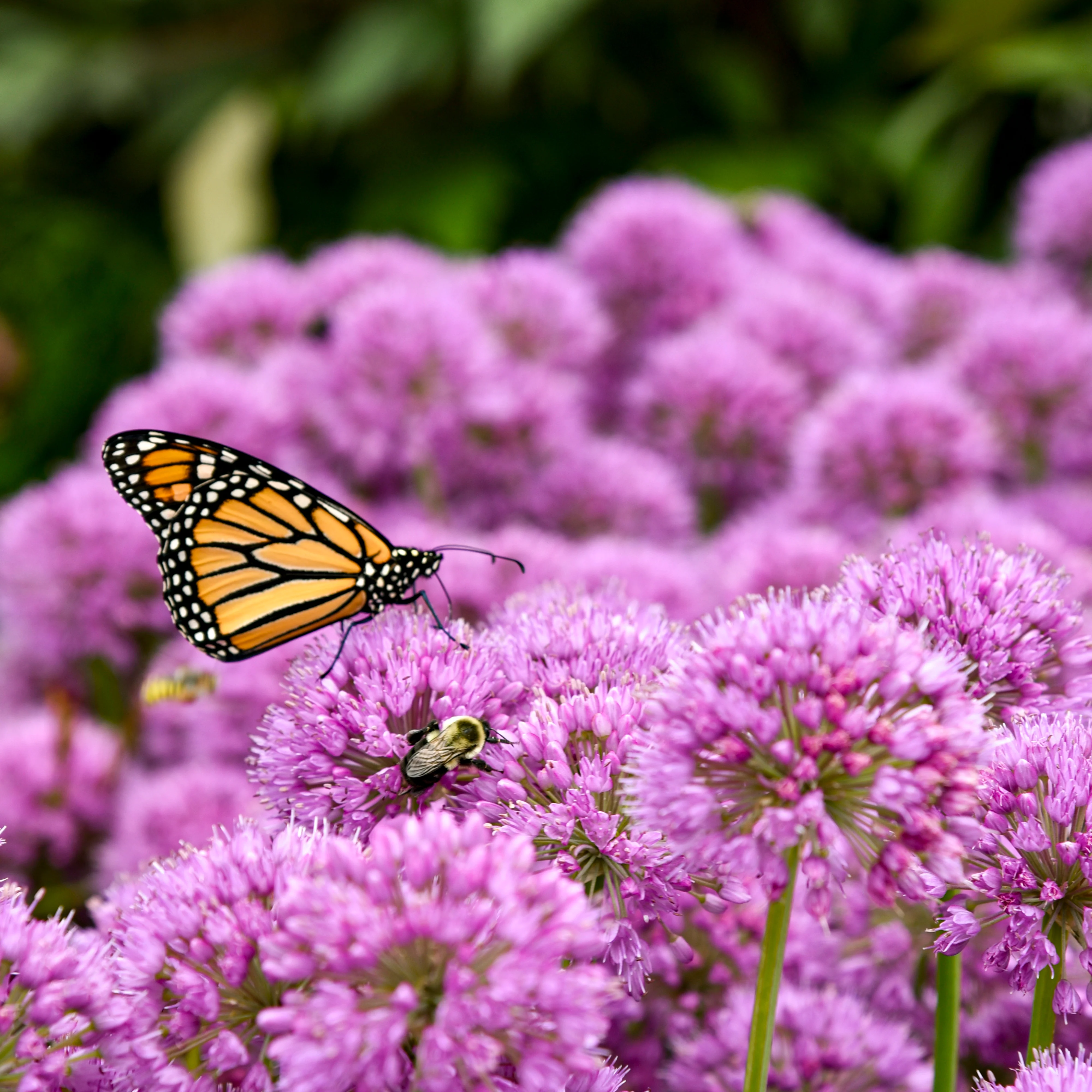 'Serendipity' Ornamental Onion (Allium hybrid) - Image 3