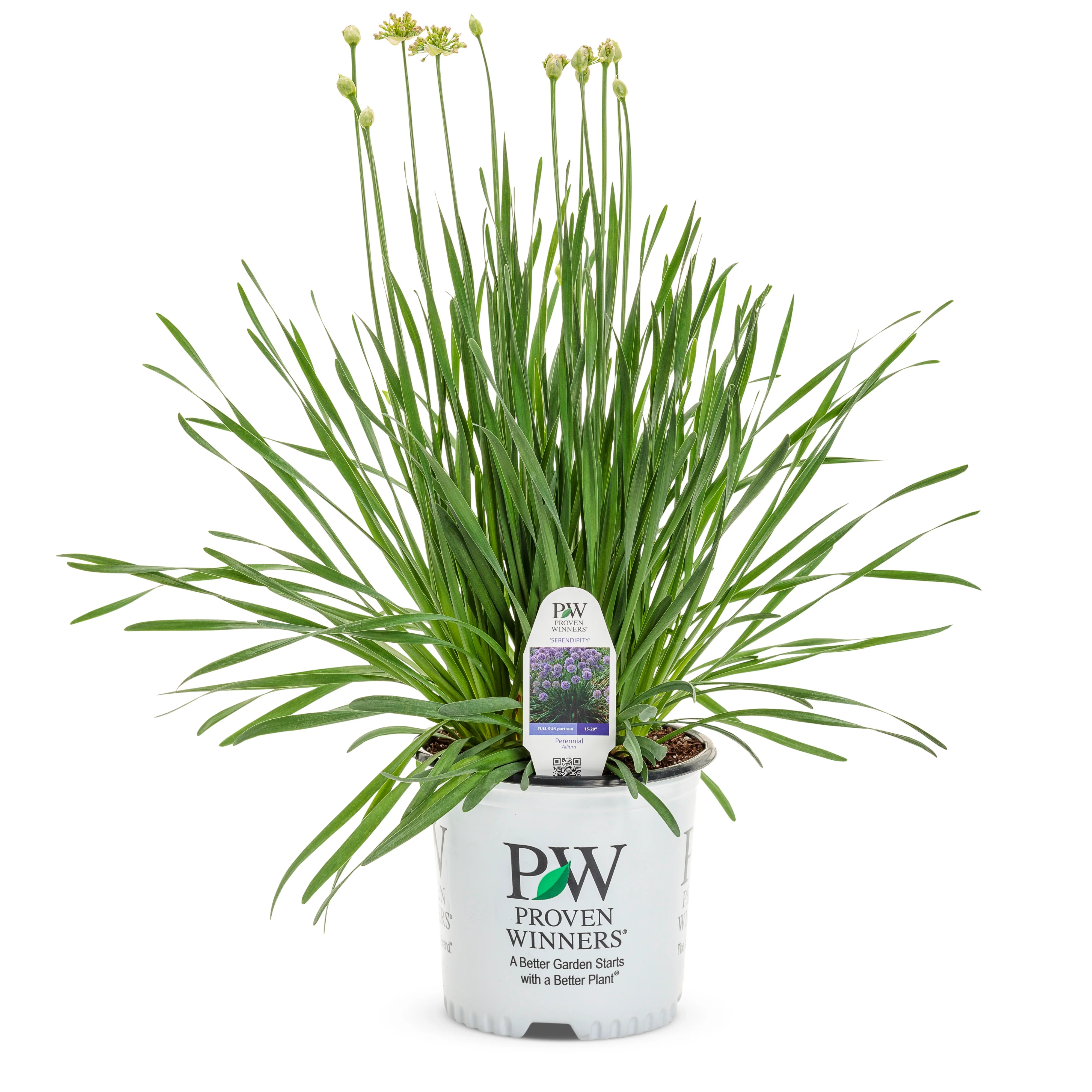 'Serendipity' Ornamental Onion (Allium hybrid) - Image 4