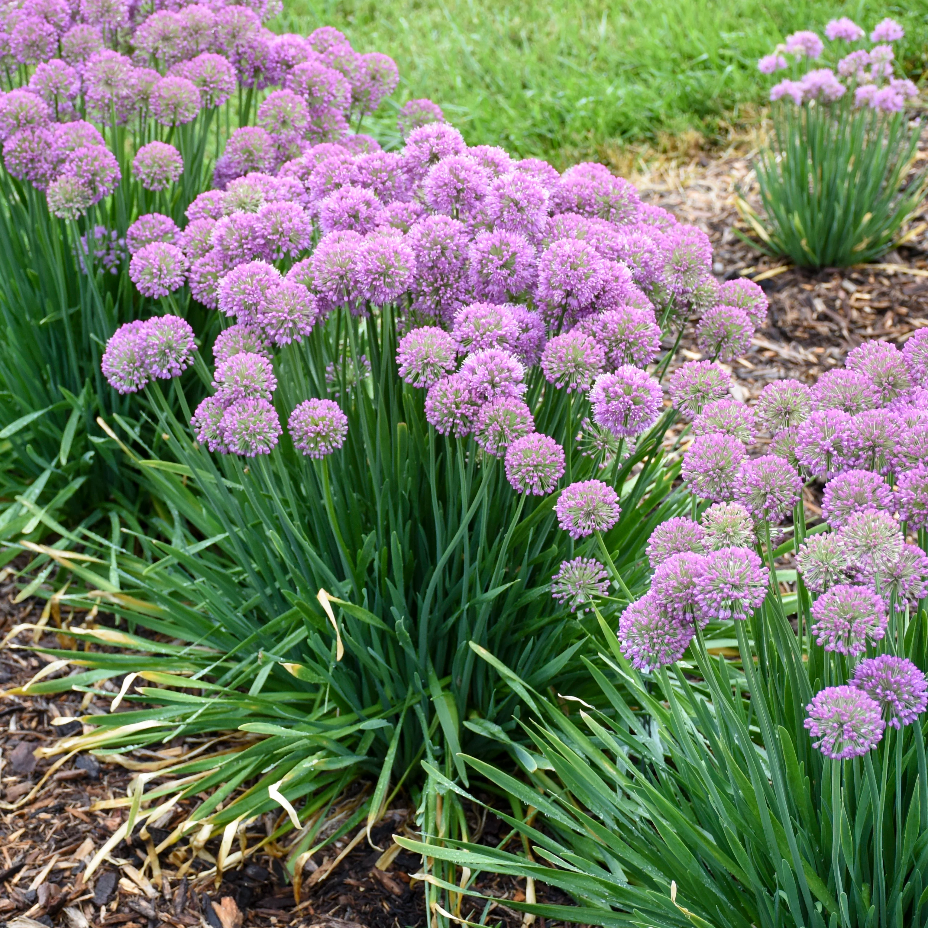 'Serendipity' Ornamental Onion (Allium hybrid) - Image 6