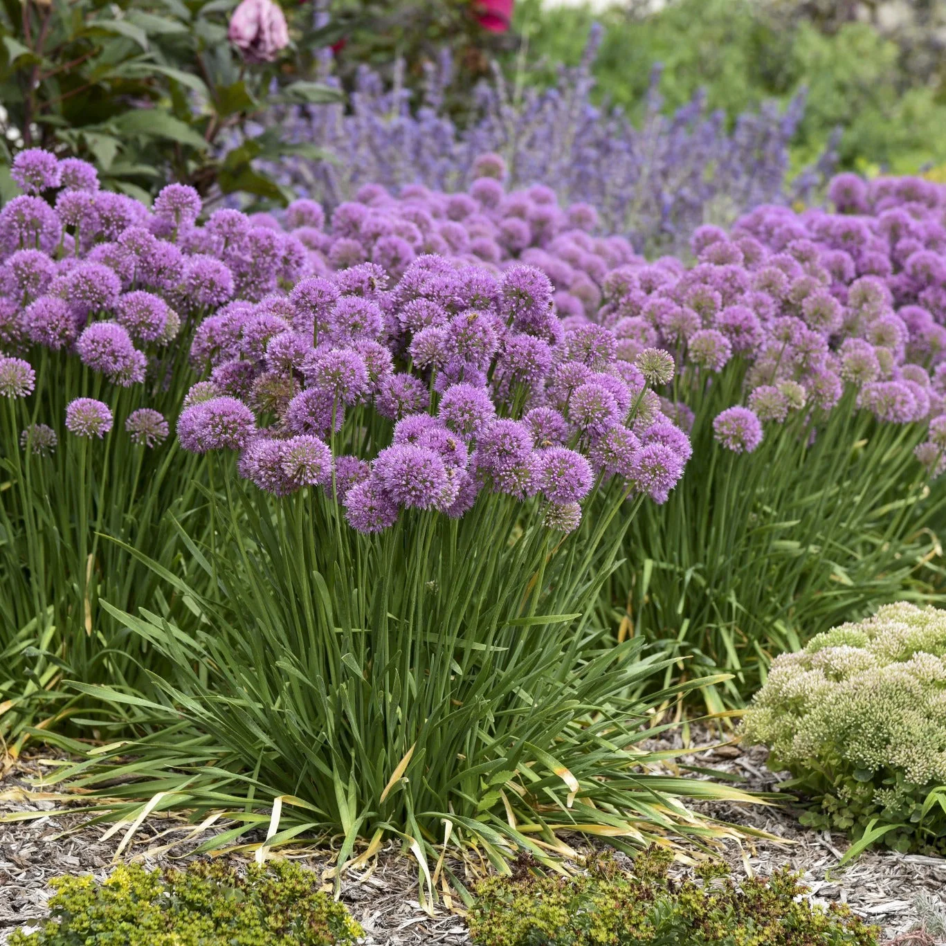 'Serendipity' Ornamental Onion (Allium hybrid) - Image 7