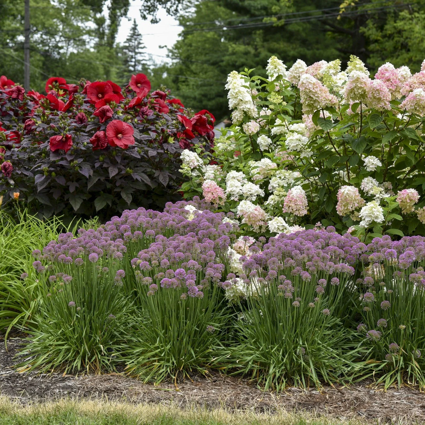 'Serendipity' Ornamental Onion (Allium hybrid) - Image 8