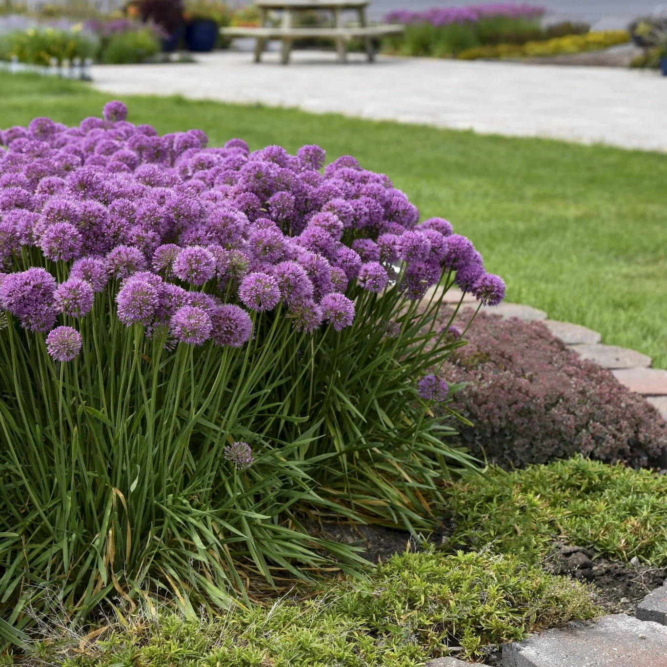 'Serendipity' Ornamental Onion (Allium hybrid) - Image 9