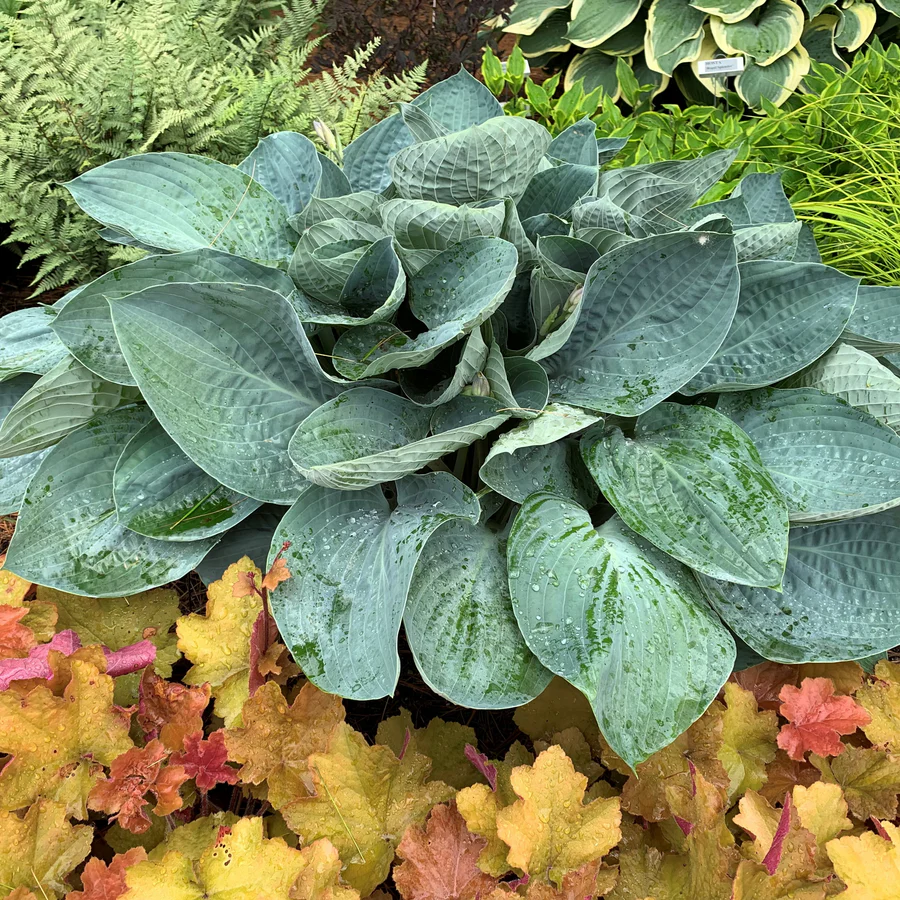 Shadowland® 'Above the Clouds' Hosta - Image 3