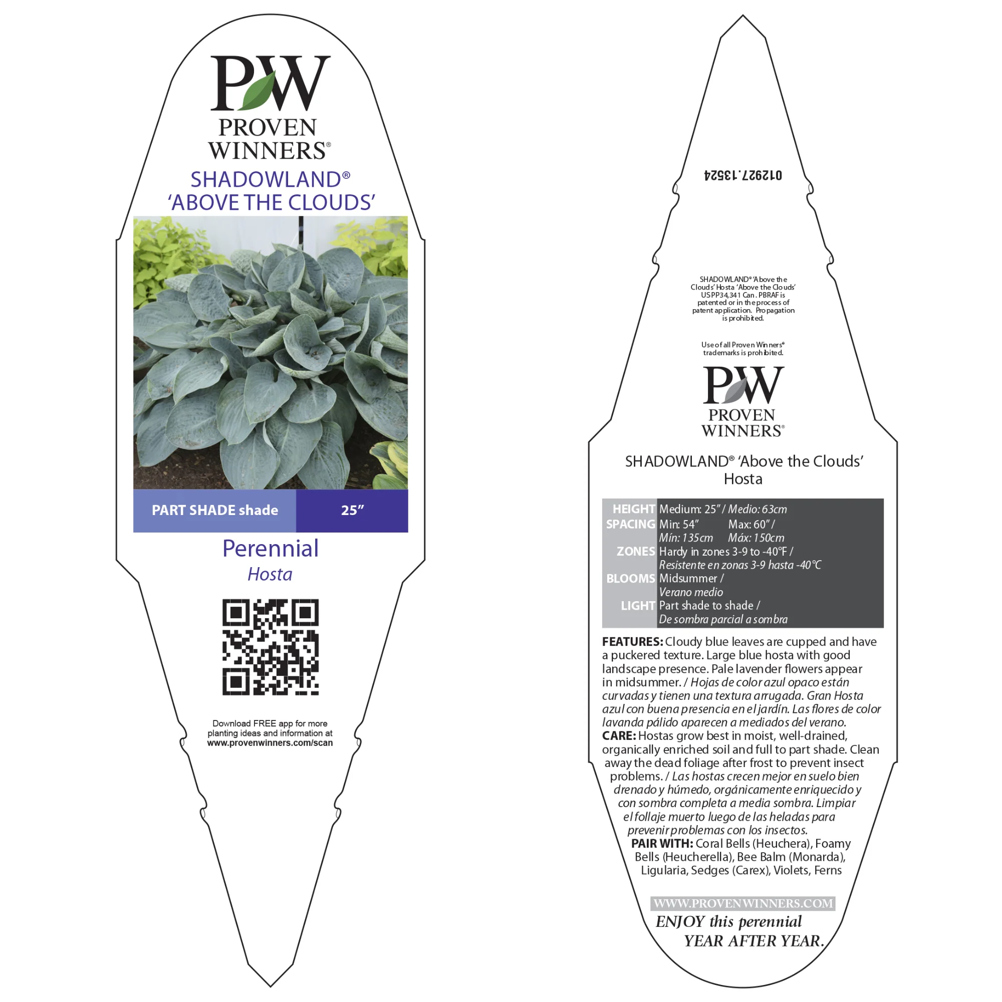 Shadowland® 'Above the Clouds' Hosta - Image 5