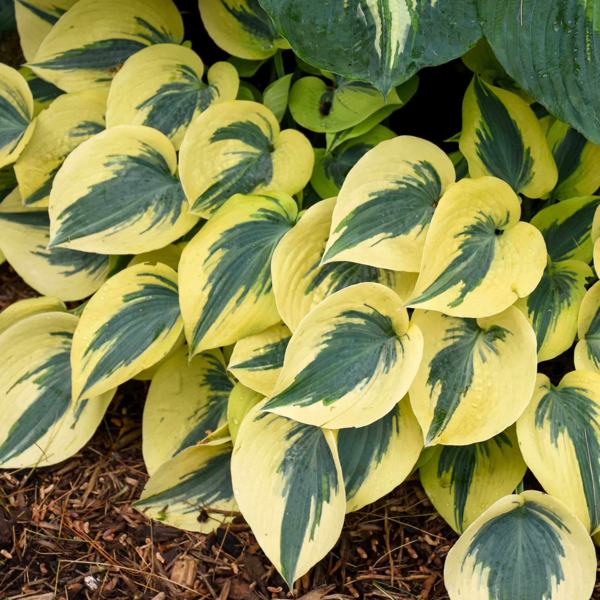 Shadowland® 'Autumn Frost' Hosta