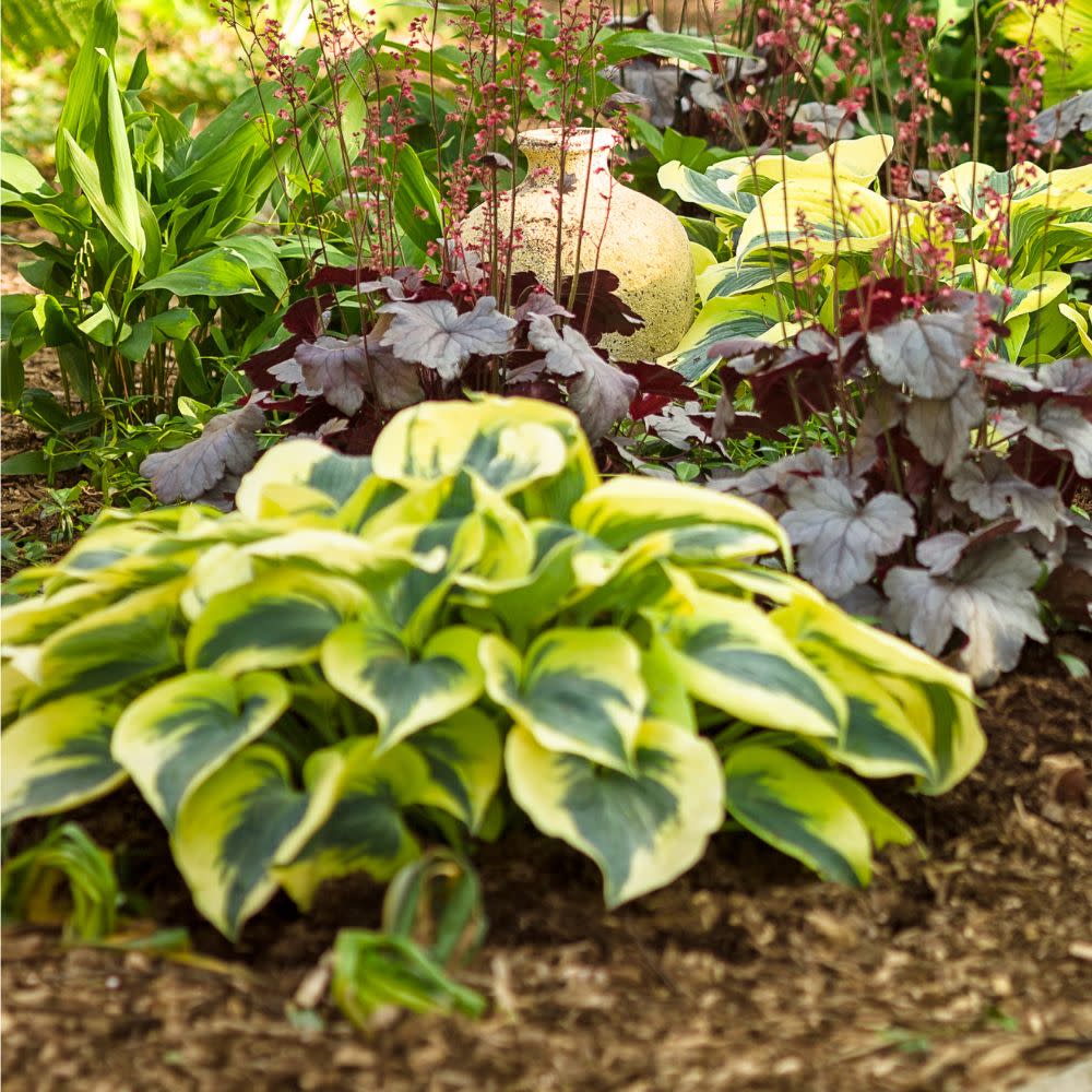 Shadowland® 'Autumn Frost' Hosta - Image 10