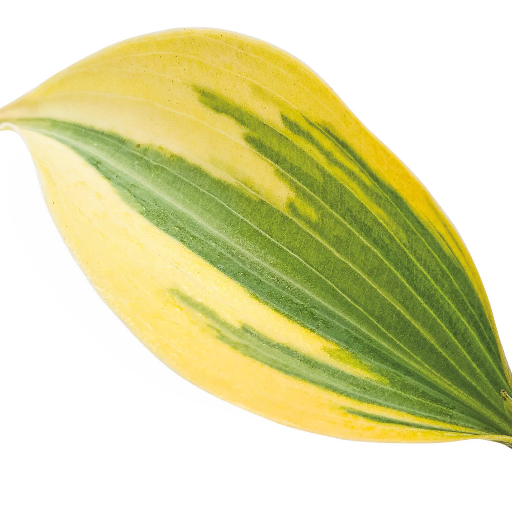 Shadowland® 'Autumn Frost' Hosta - Image 11