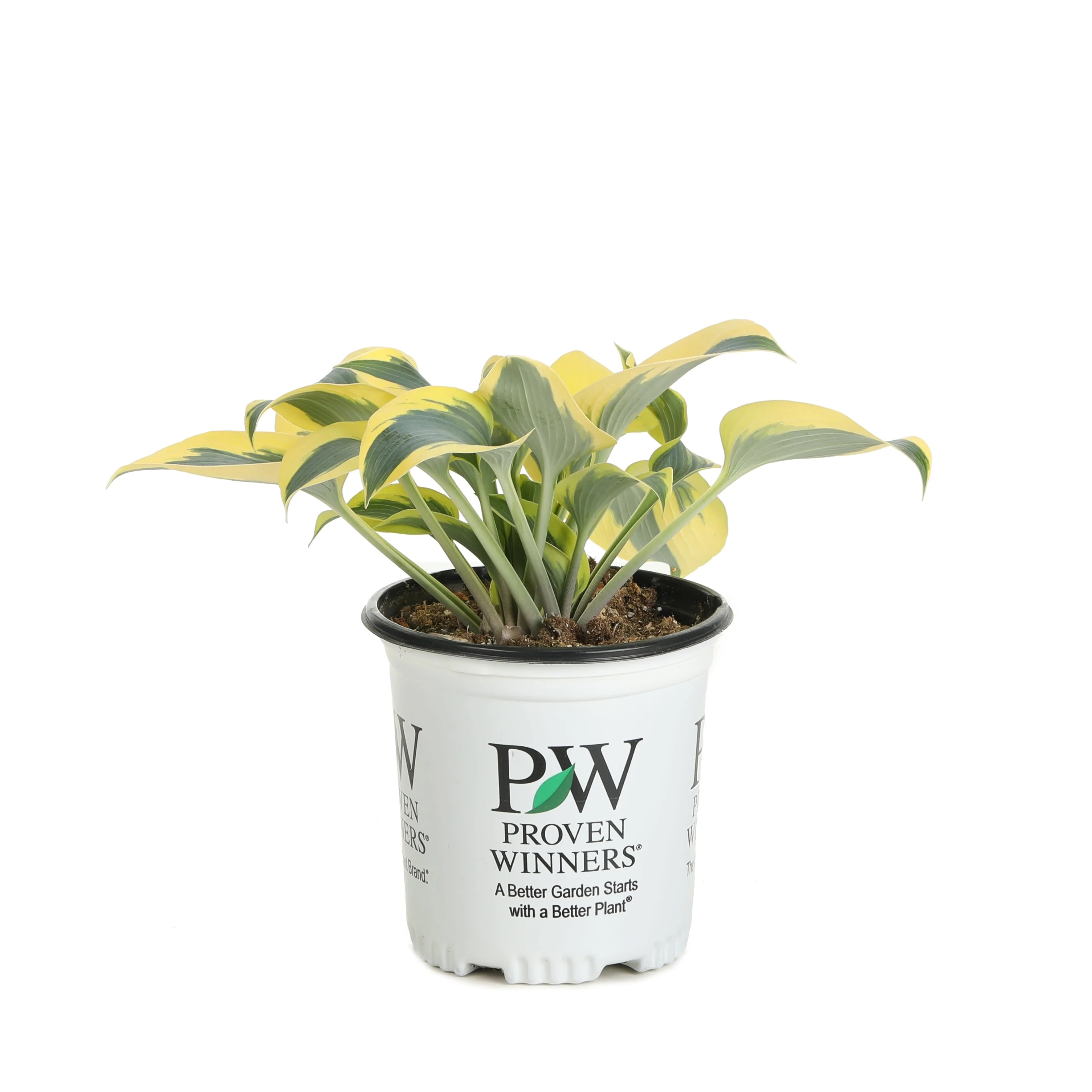 Shadowland® 'Autumn Frost' Hosta - Image 2