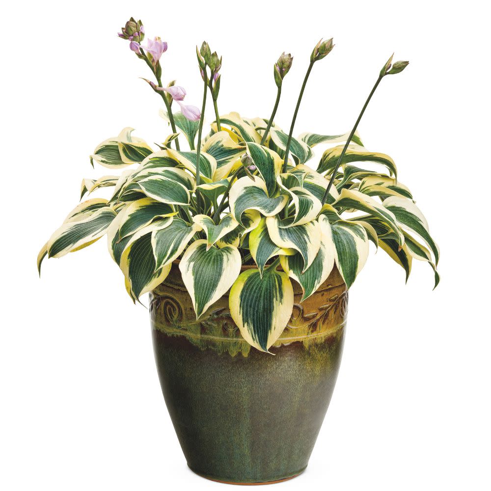 Shadowland® 'Autumn Frost' Hosta - Image 4