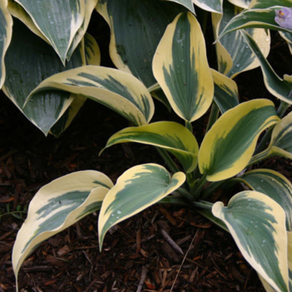 Shadowland® 'Autumn Frost' Hosta - Image 6