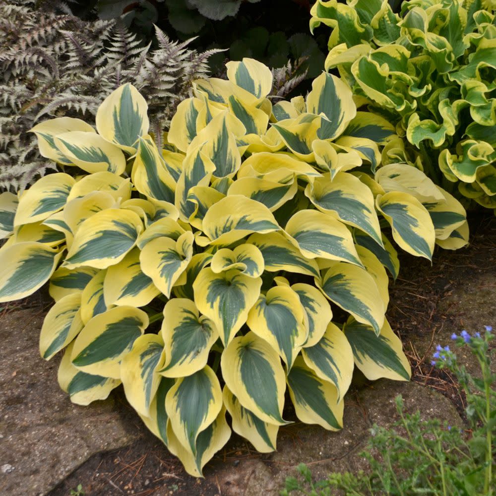 Shadowland® 'Autumn Frost' Hosta - Image 7