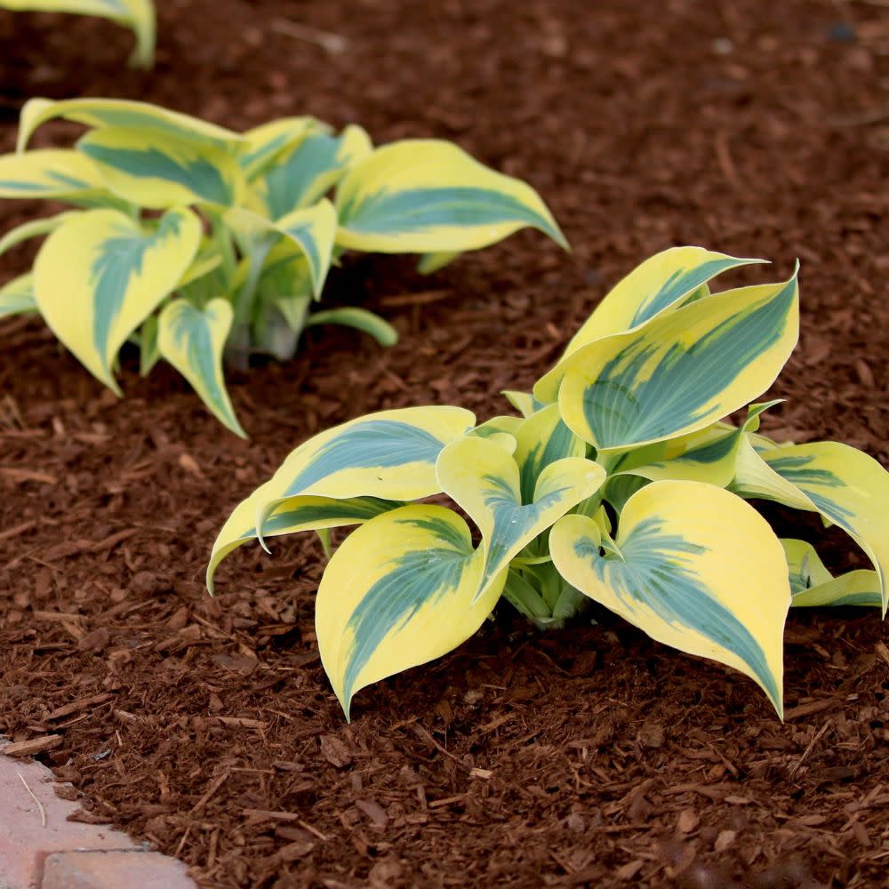 Shadowland® 'Autumn Frost' Hosta - Image 8