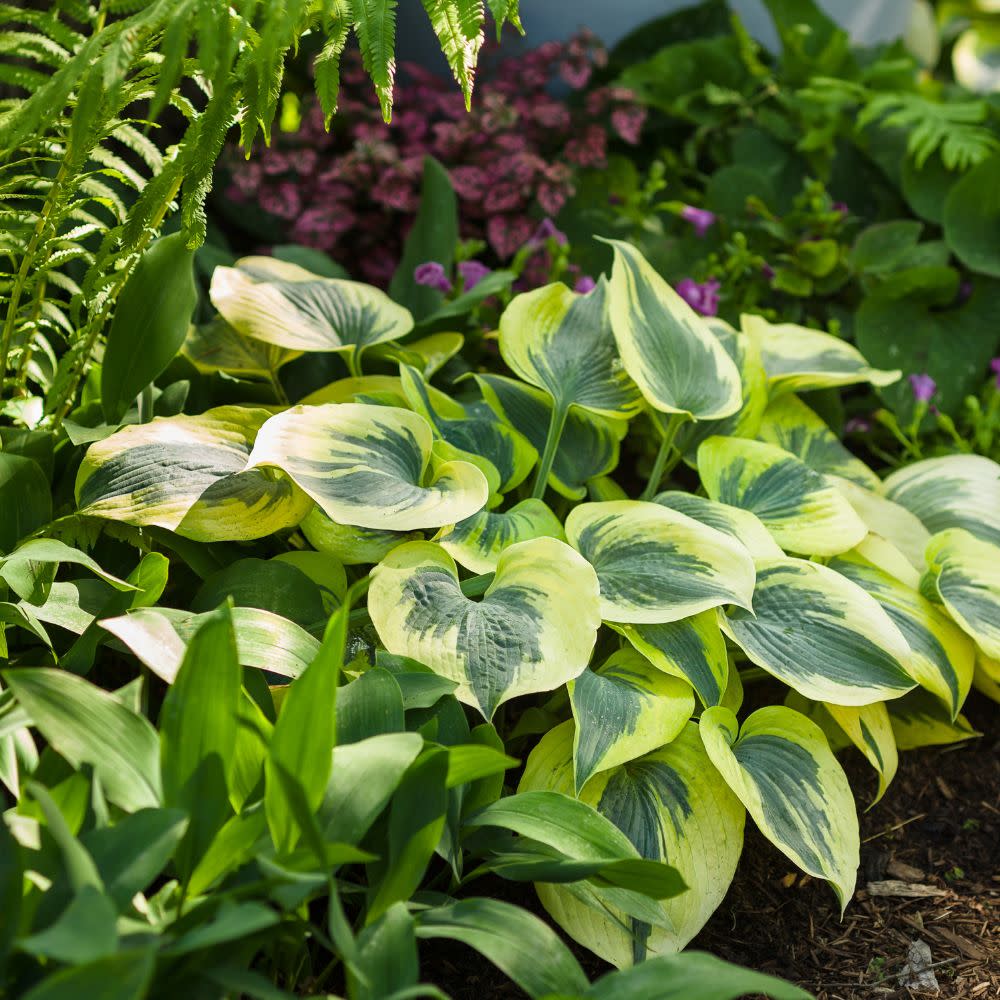 Shadowland® 'Autumn Frost' Hosta - Image 9