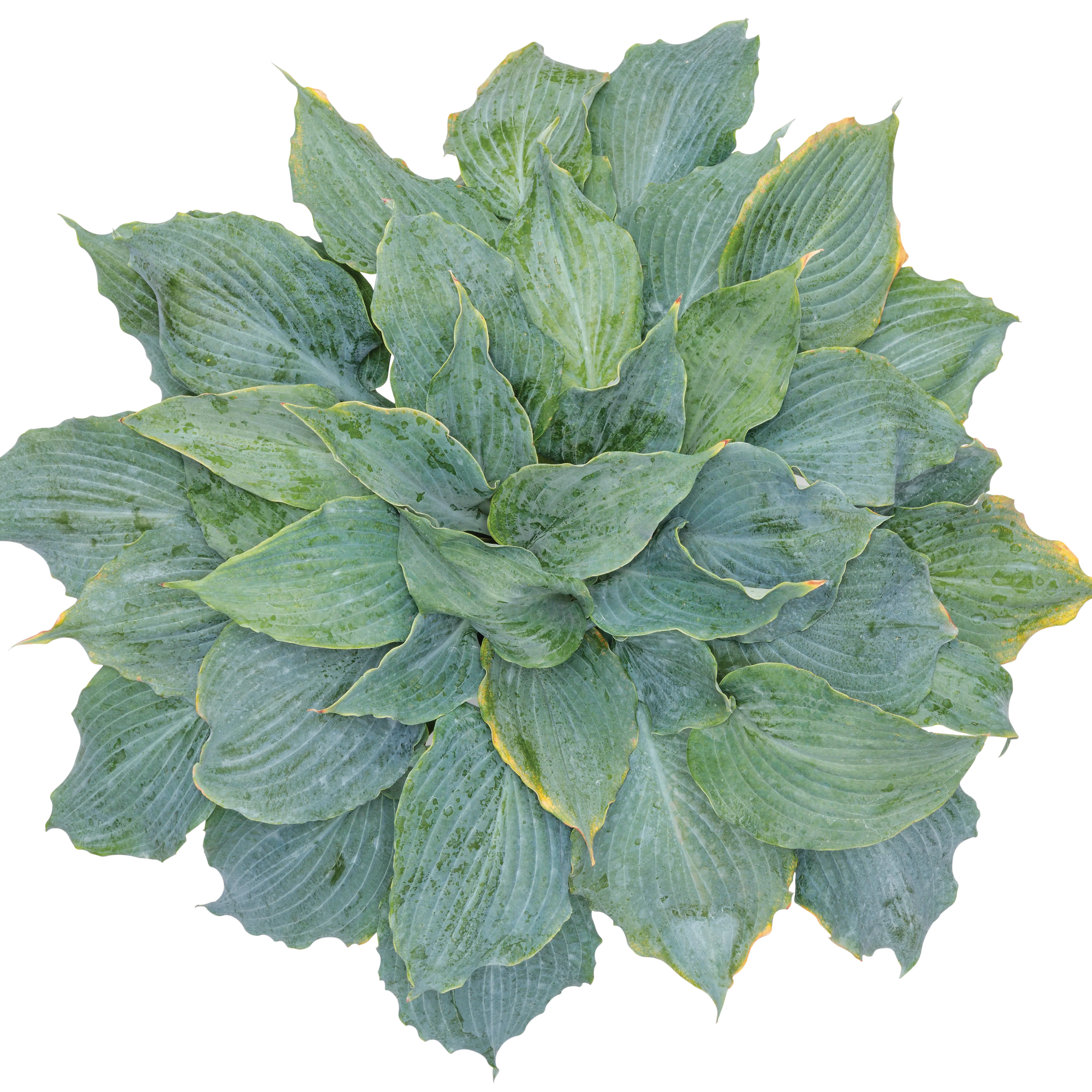 Shadowland® 'Diamond Lake' Hosta - Image 10