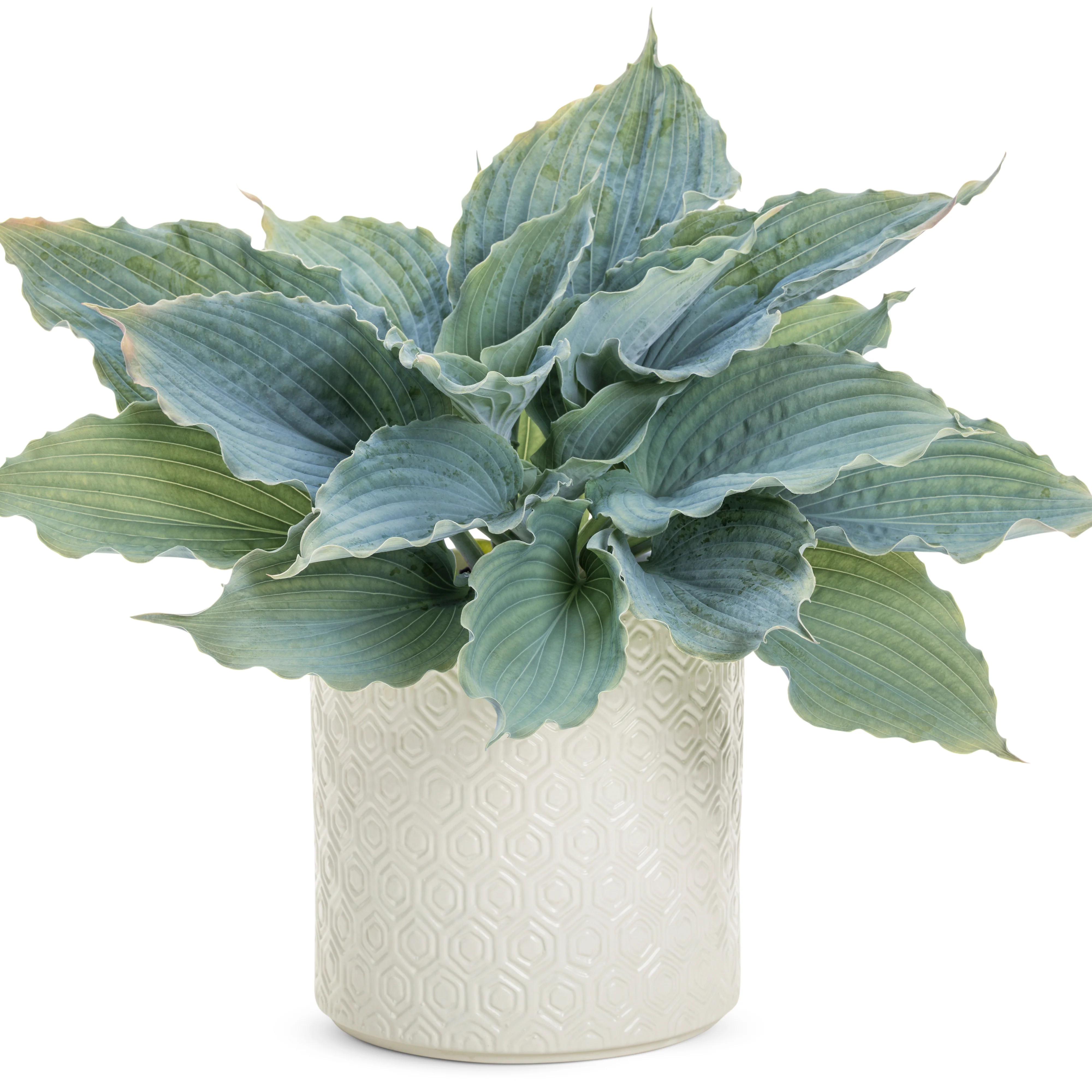 Shadowland® 'Diamond Lake' Hosta - Image 4