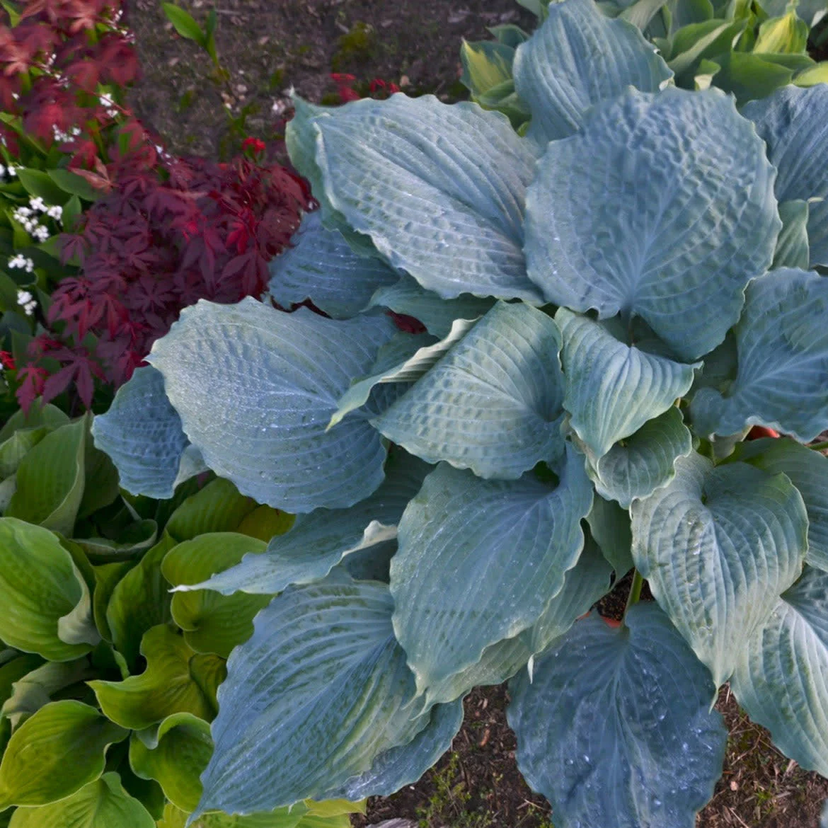 Shadowland® 'Diamond Lake' Hosta - Image 5