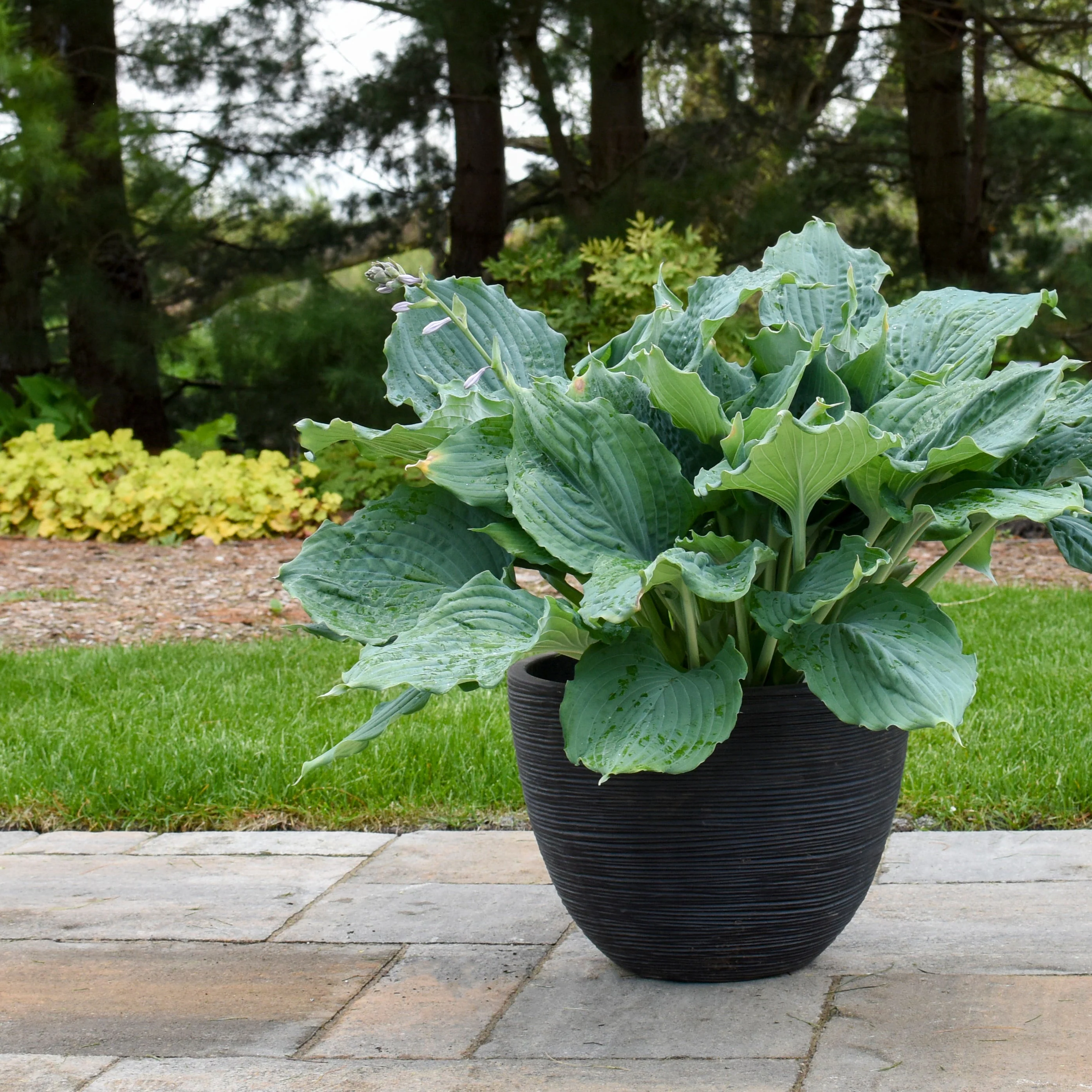 Shadowland® 'Diamond Lake' Hosta - Image 6