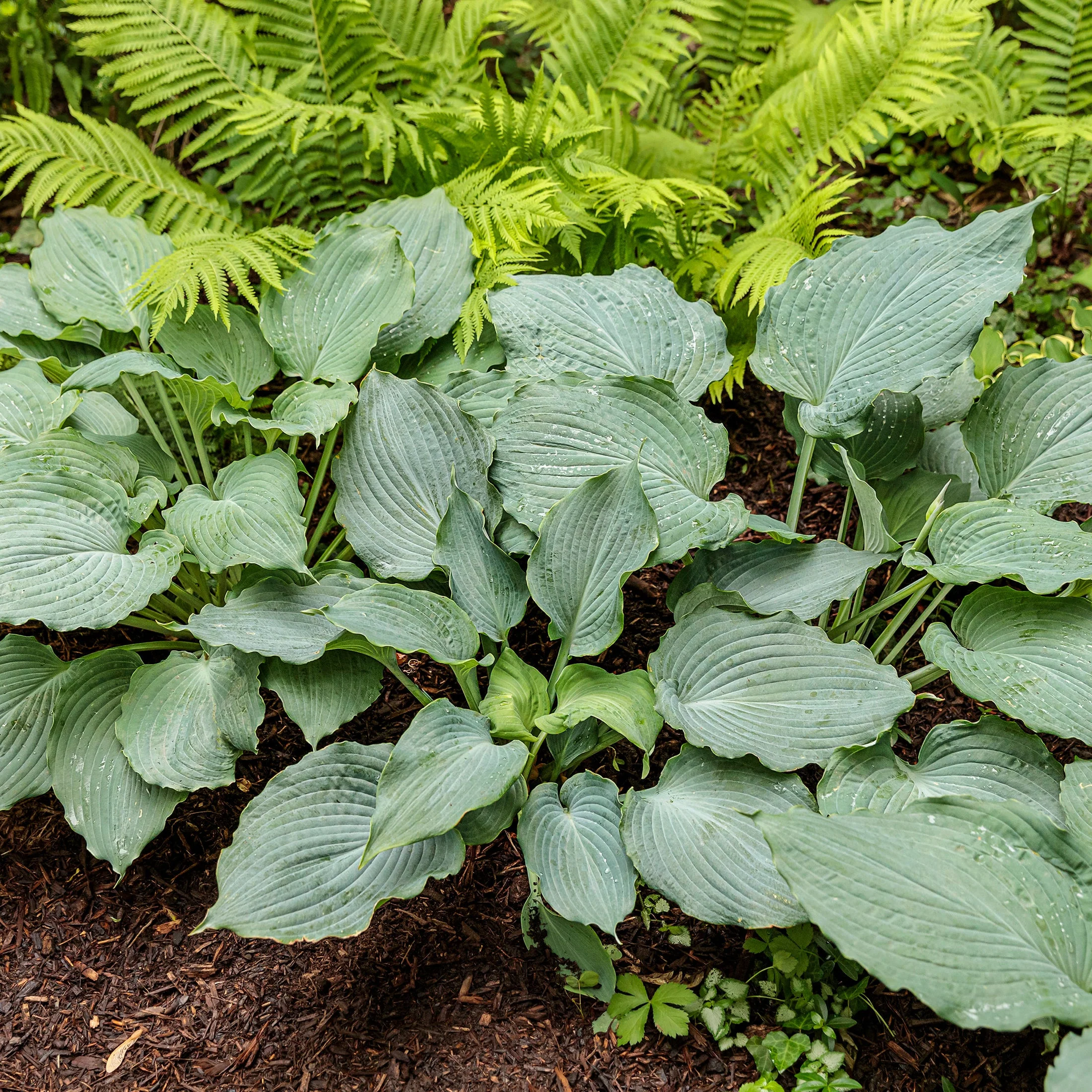 Shadowland® 'Diamond Lake' Hosta - Image 7