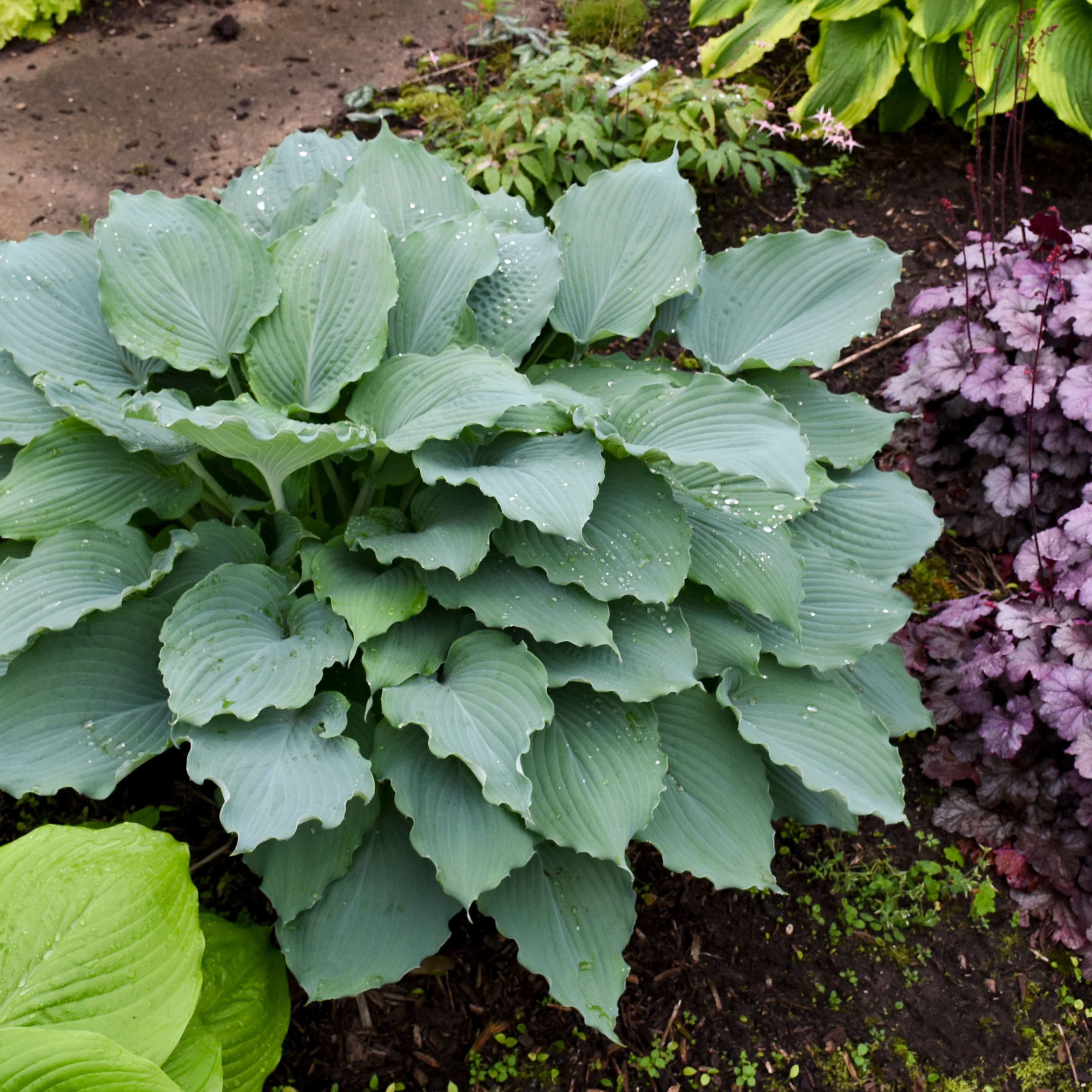 Shadowland® 'Diamond Lake' Hosta - Image 8