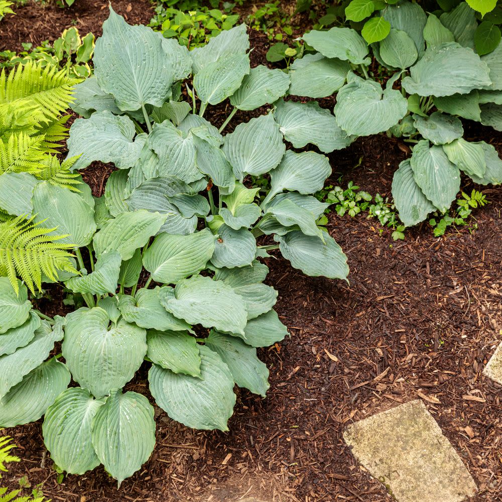 Shadowland® 'Diamond Lake' Hosta - Image 9
