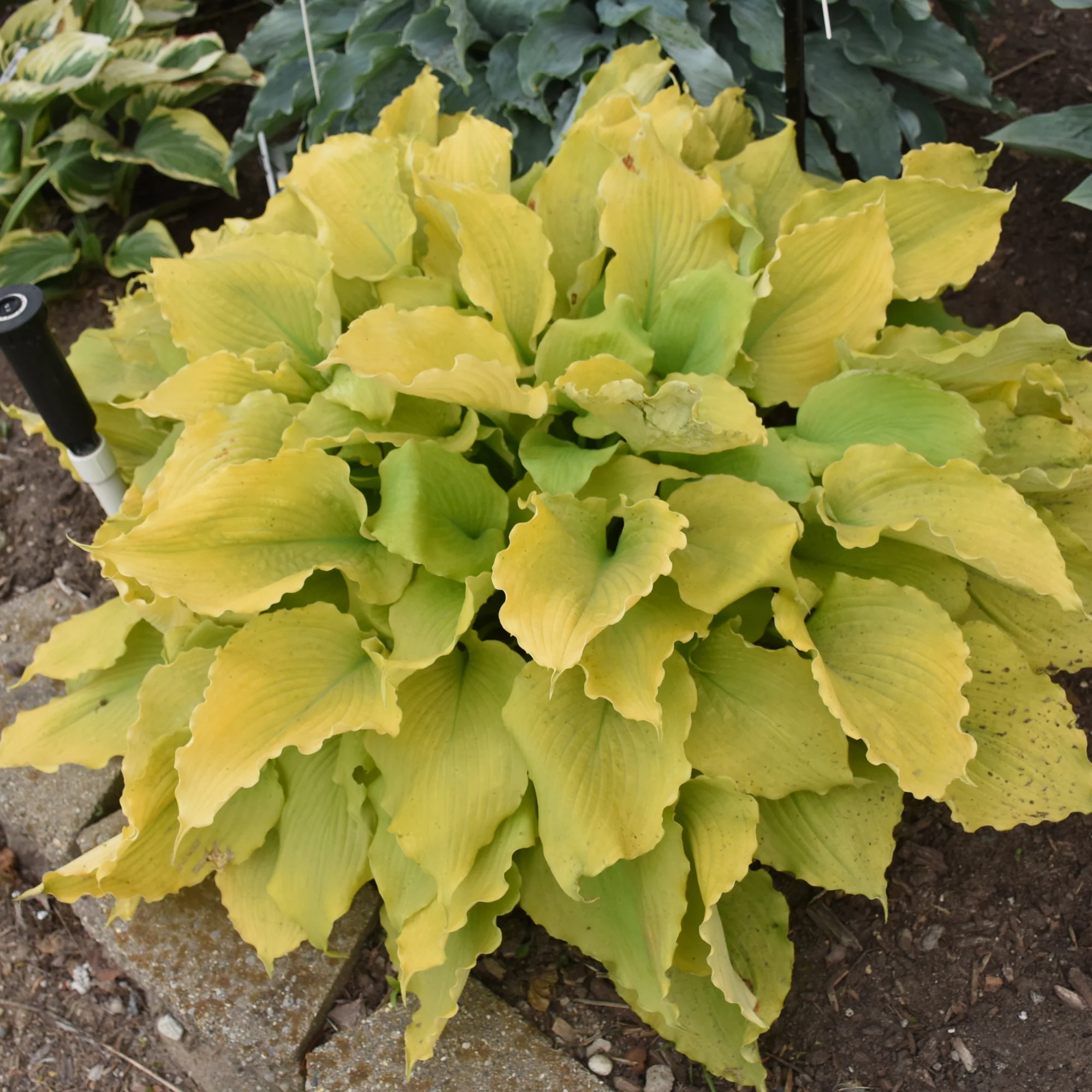 Shadowland® 'Echo the Sun' Hosta - Image 3