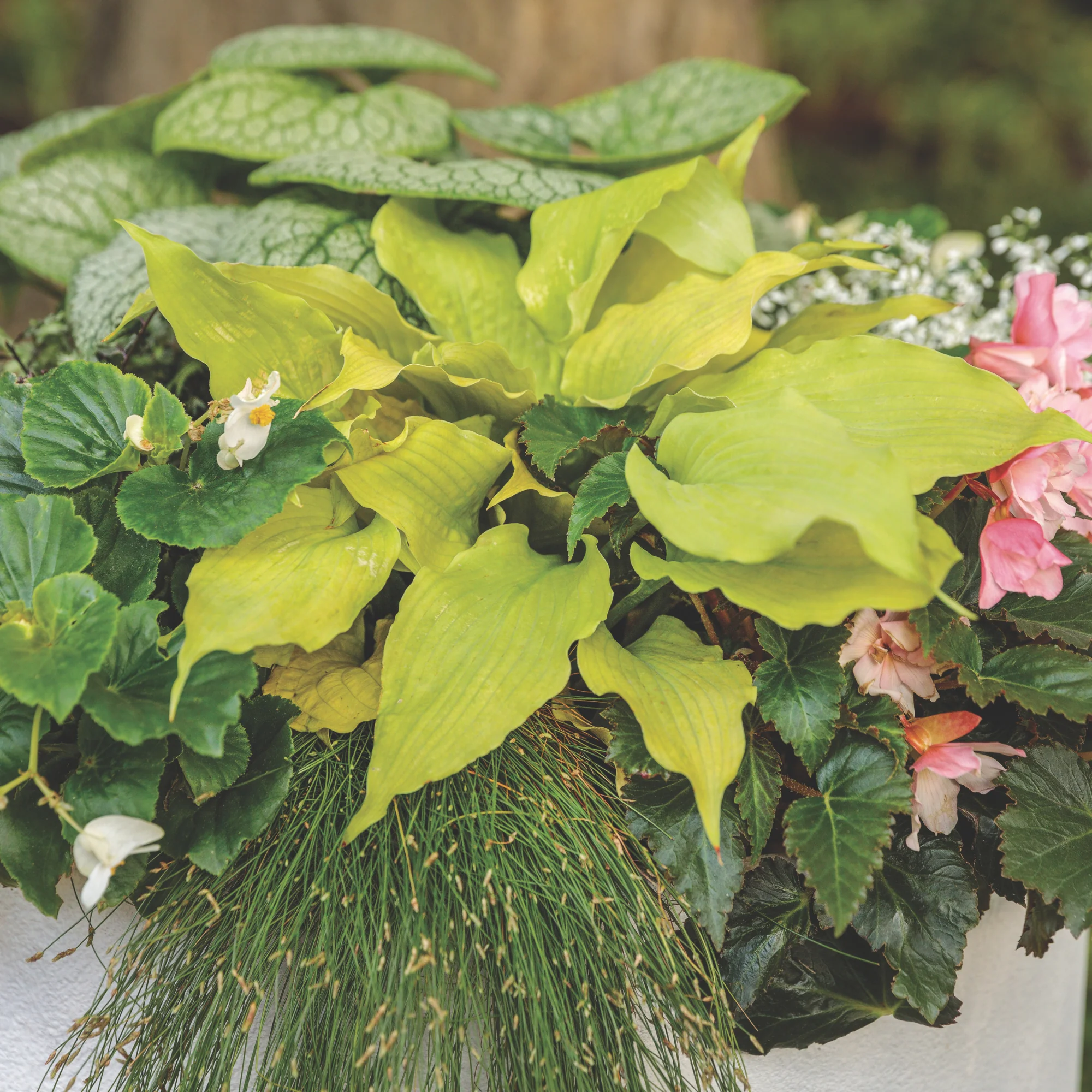 Shadowland® 'Echo the Sun' Hosta - Image 4