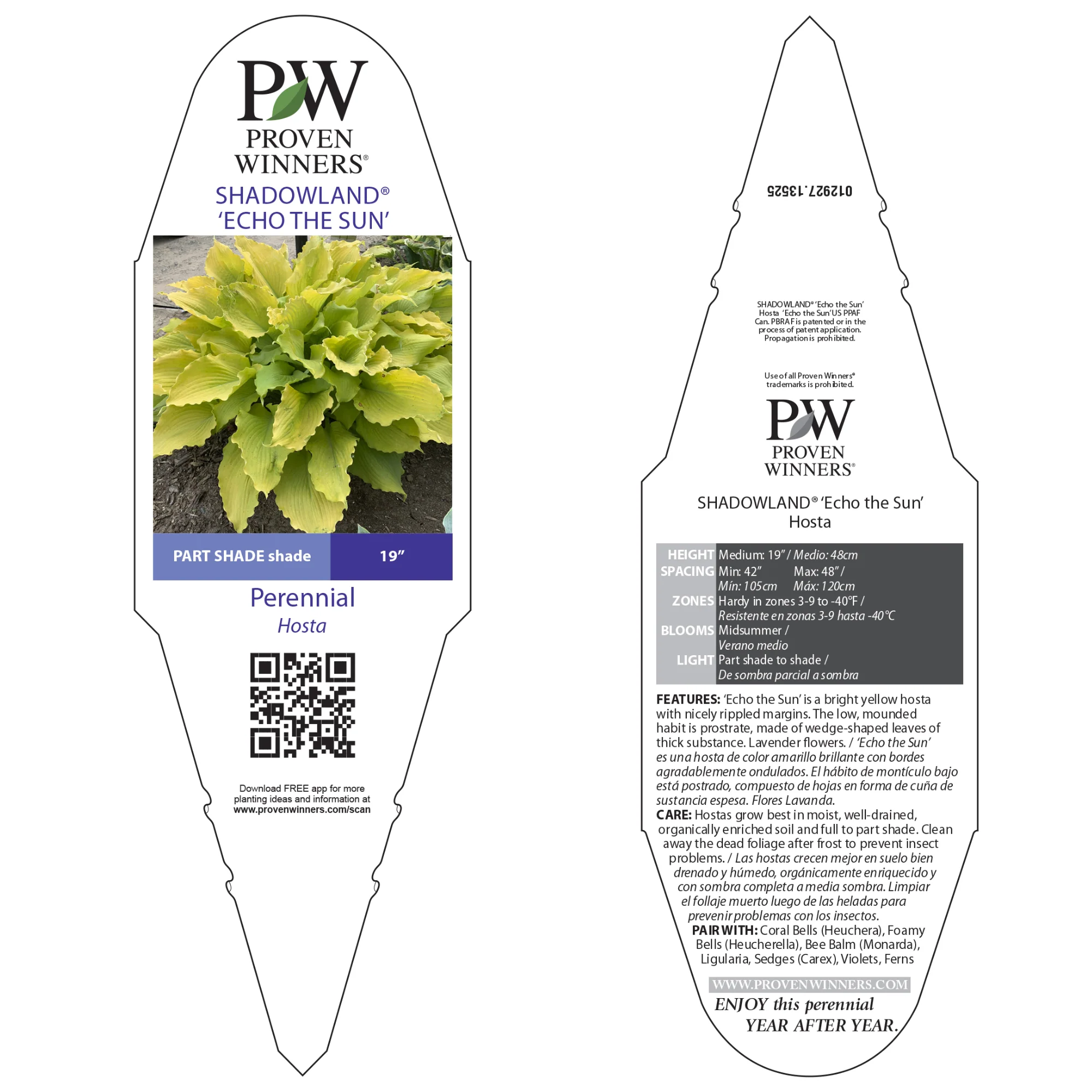 Shadowland® 'Echo the Sun' Hosta - Image 6