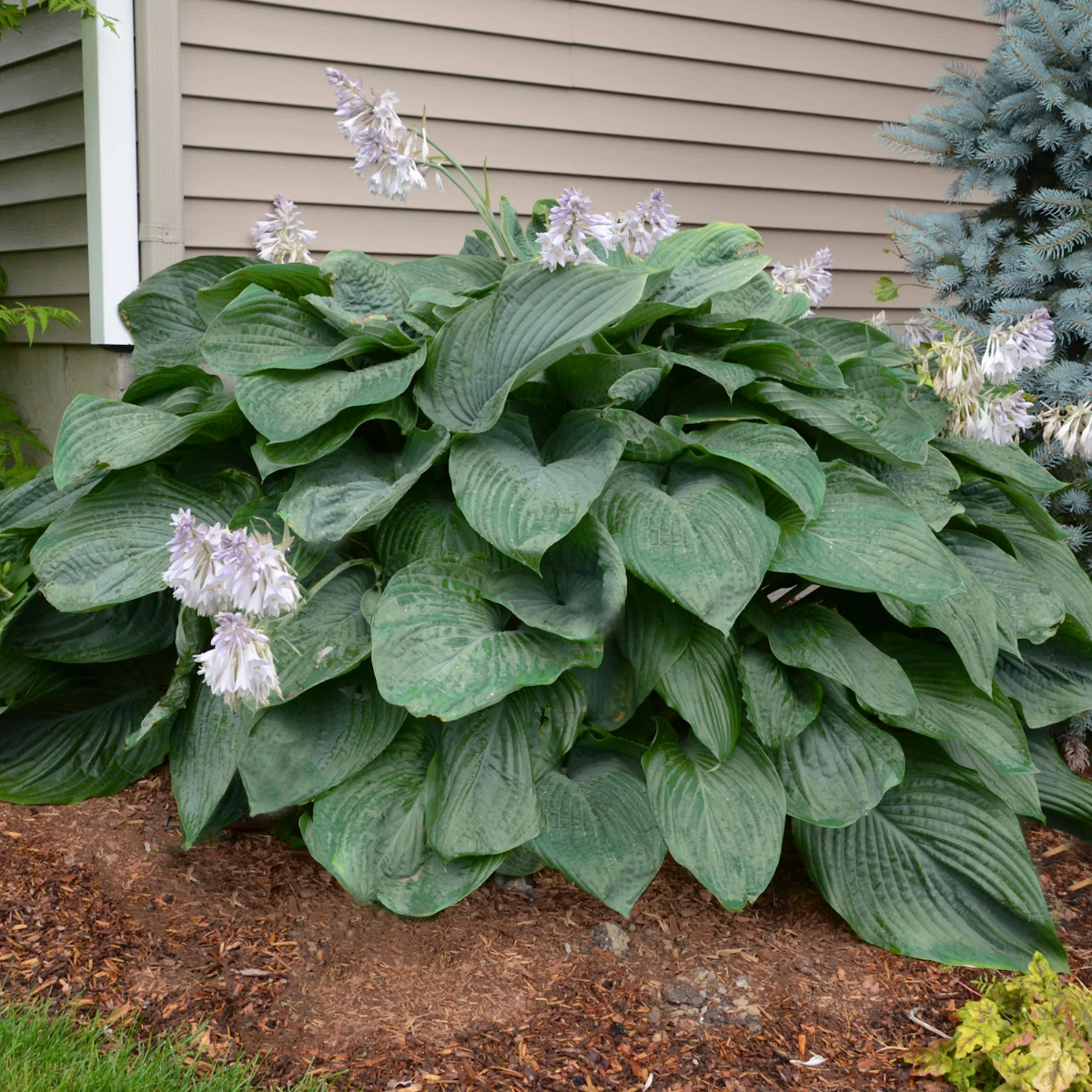 Shadowland® 'Empress Wu' Hosta - Image 4