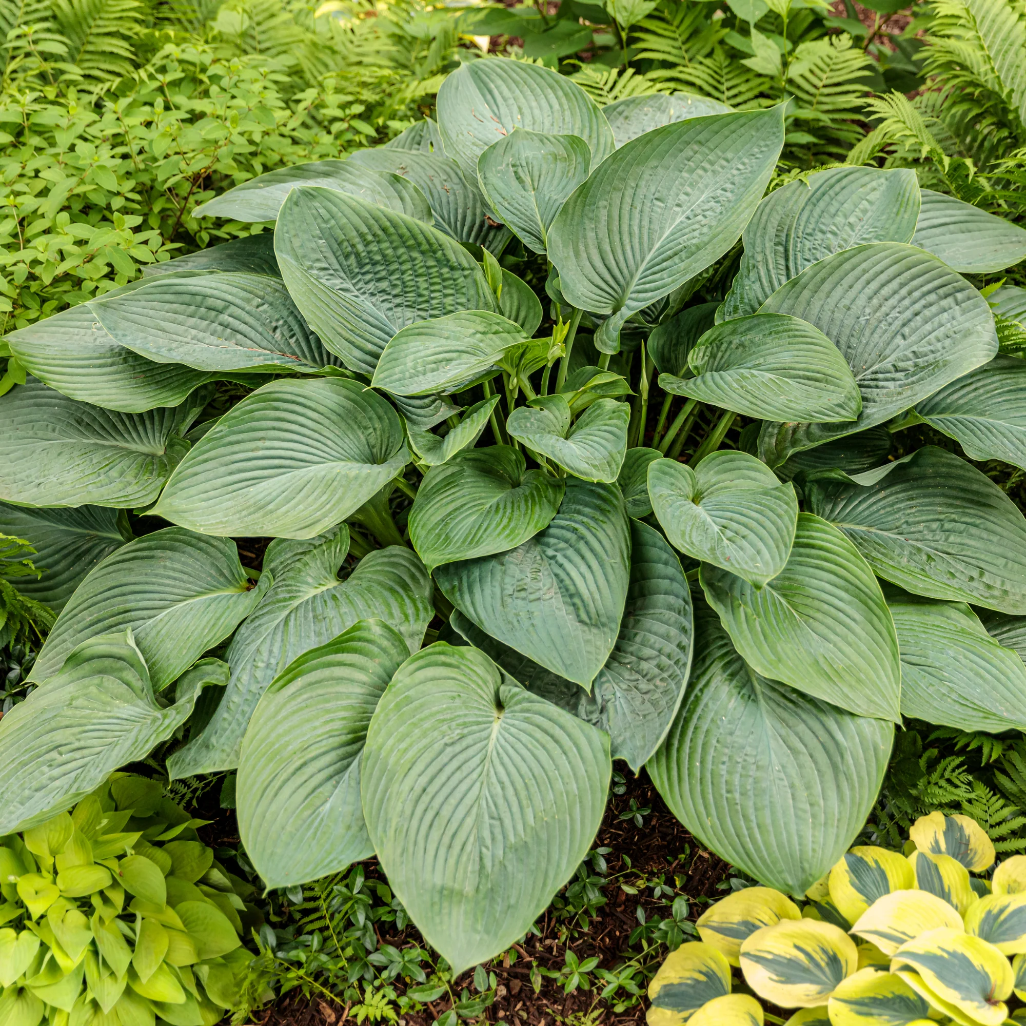 Shadowland® 'Empress Wu' Hosta - Image 5