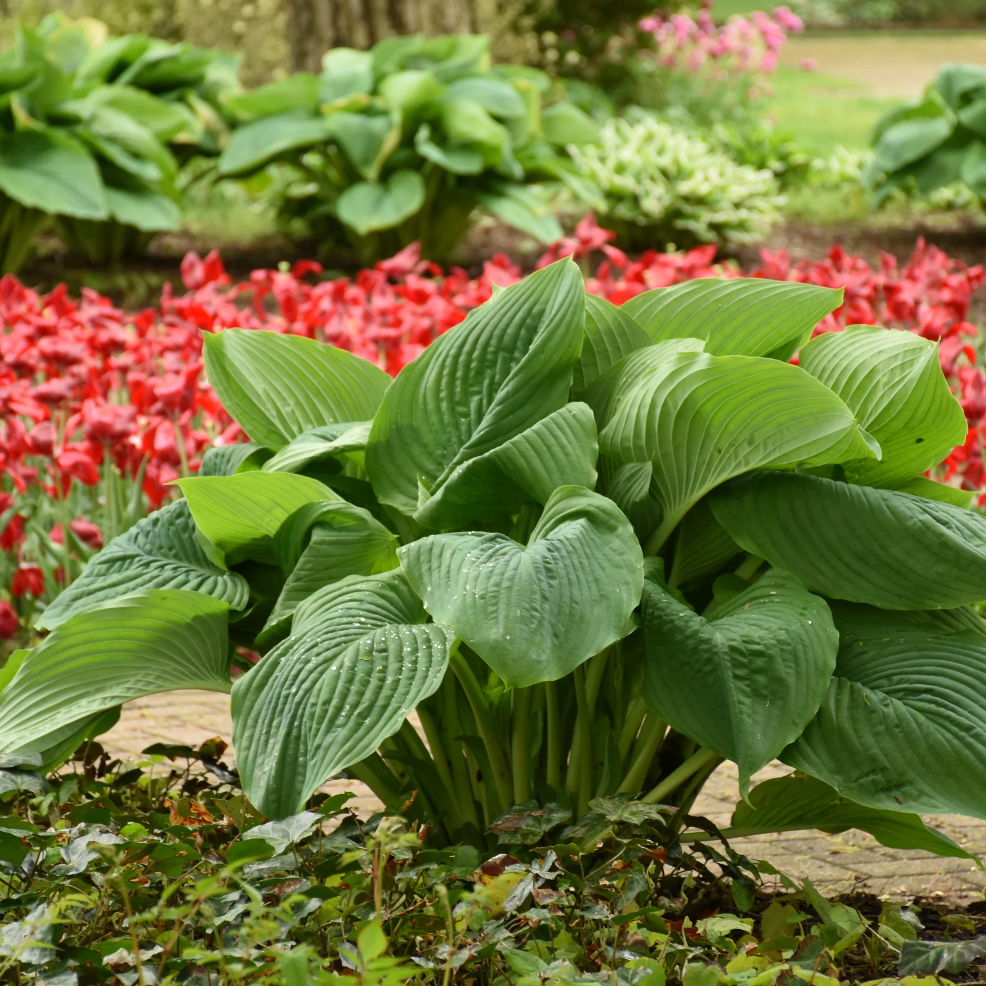 Shadowland® 'Empress Wu' Hosta - Image 6