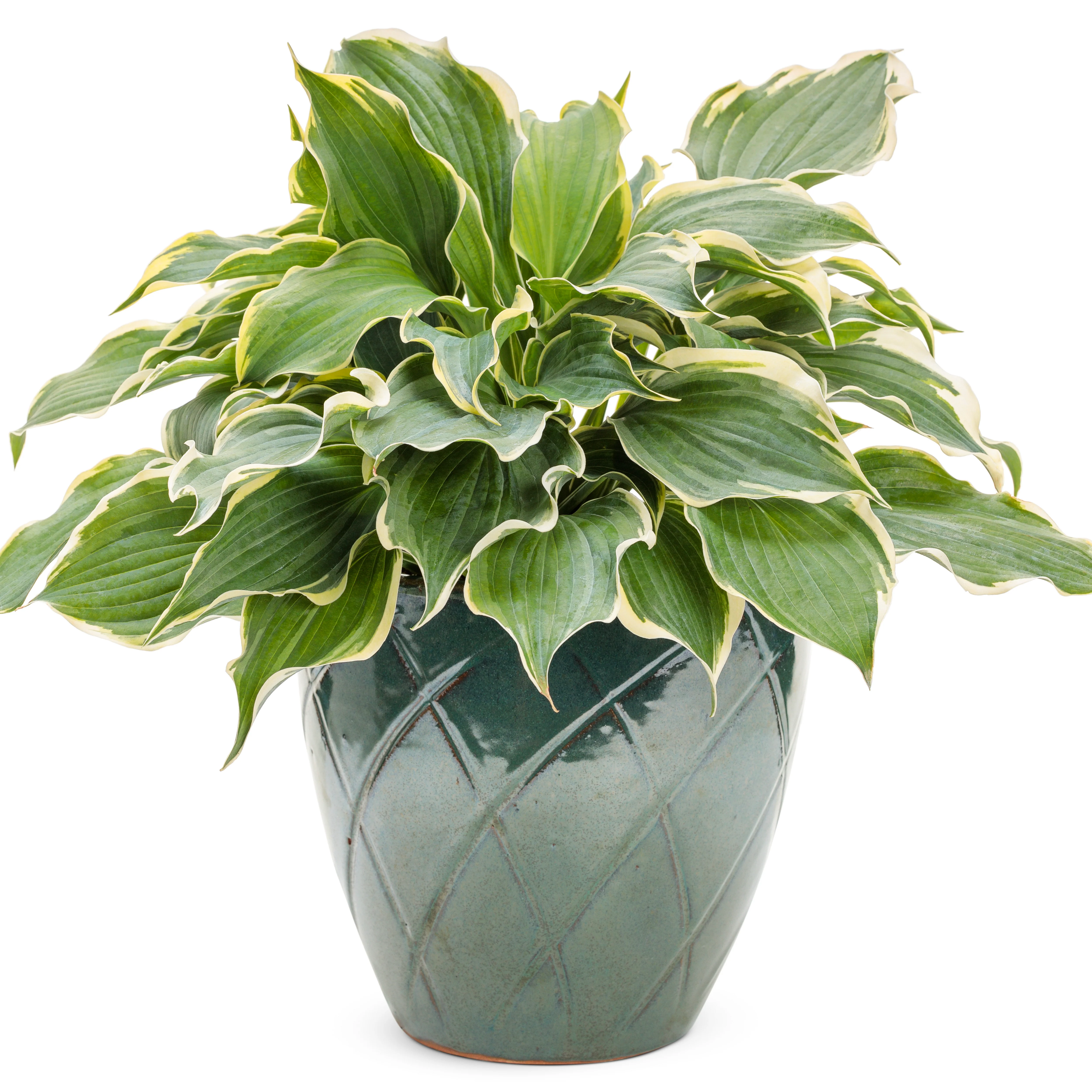 Shadowland® 'Hope Springs Eternal' Hosta - Image 6
