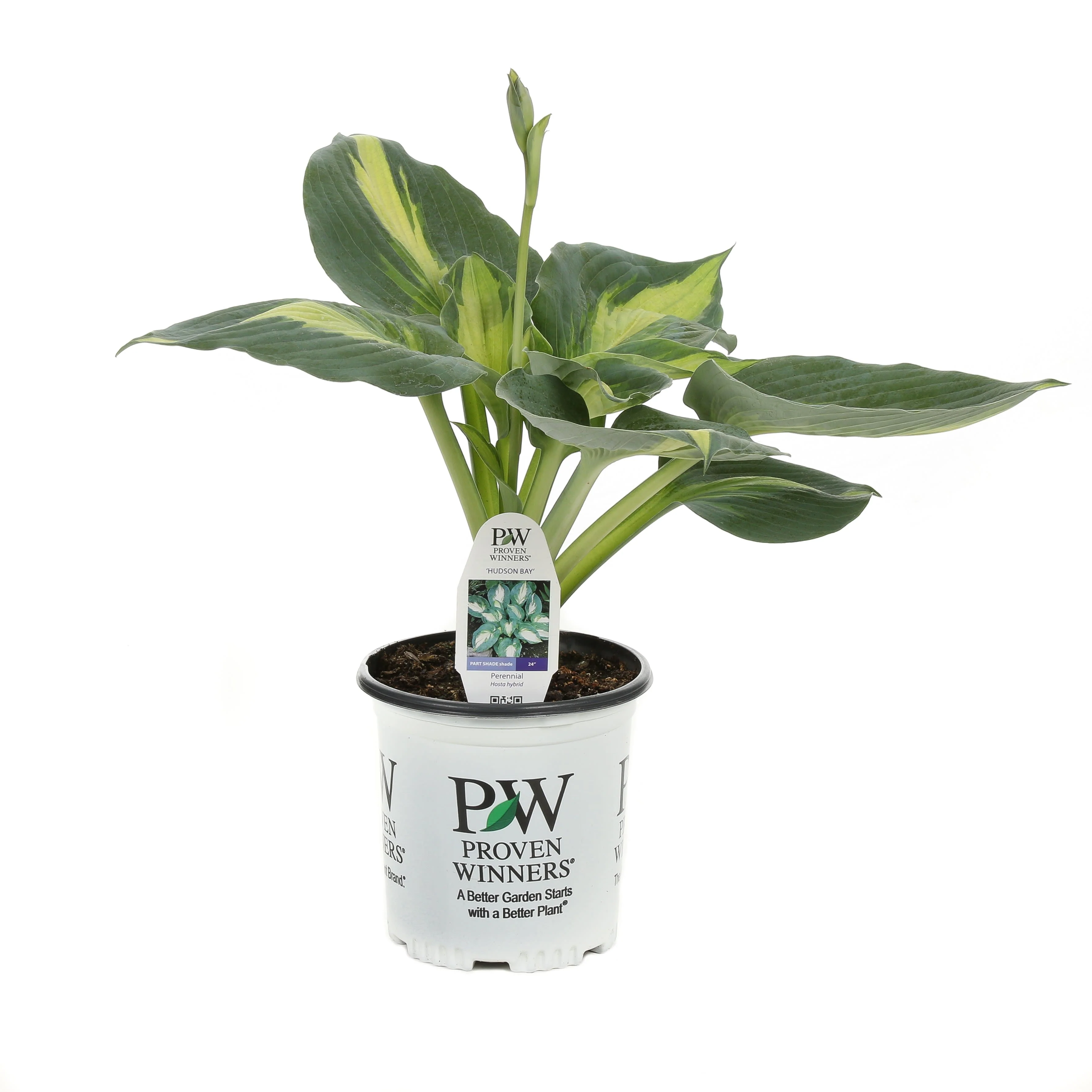 Shadowland® 'Hudson Bay' Hosta - Image 3